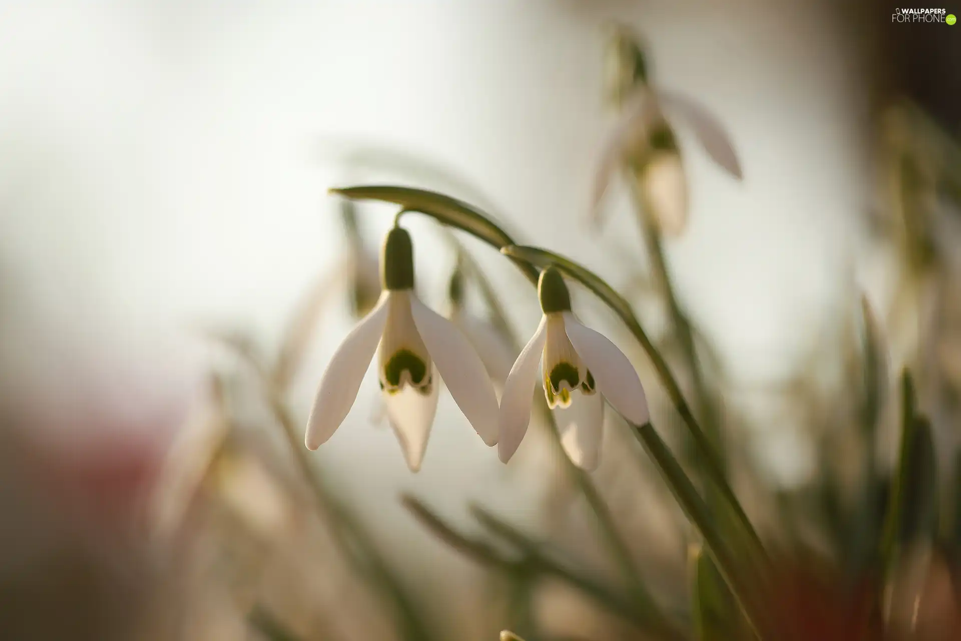 snowdrops, Flowers, blurry background, White