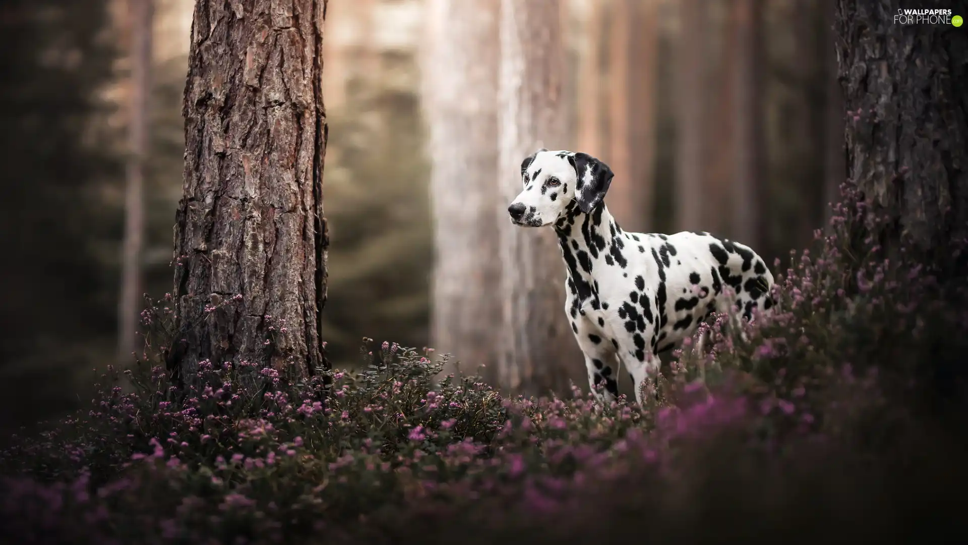 forest, dog, trees, Flowers, Stems, Dalmatian