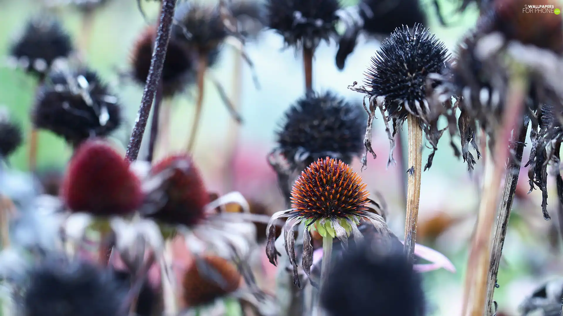 echinacea, fades, Flowers, withered