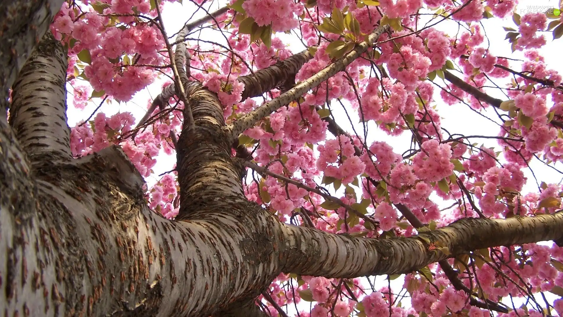 flourishing, Pink, Flowers, trees