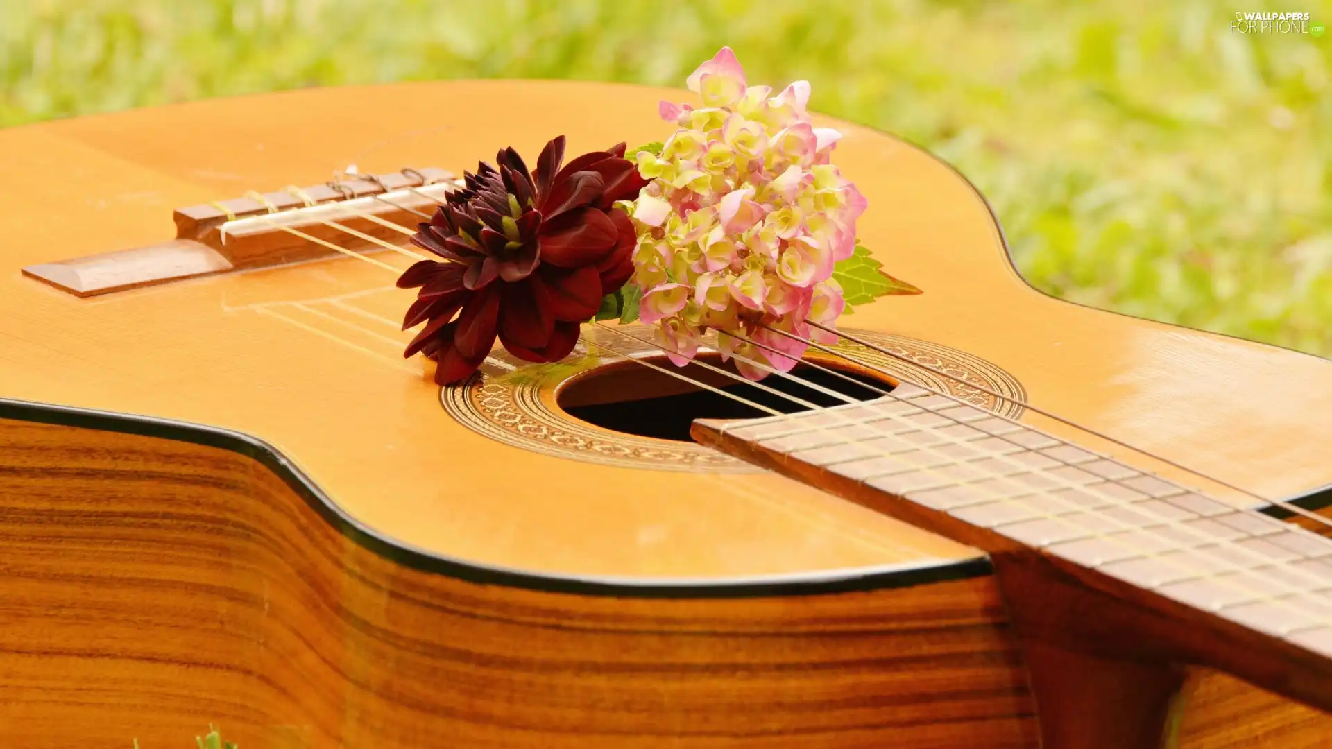 Guitar, hydrangea, Dalia, Flowers