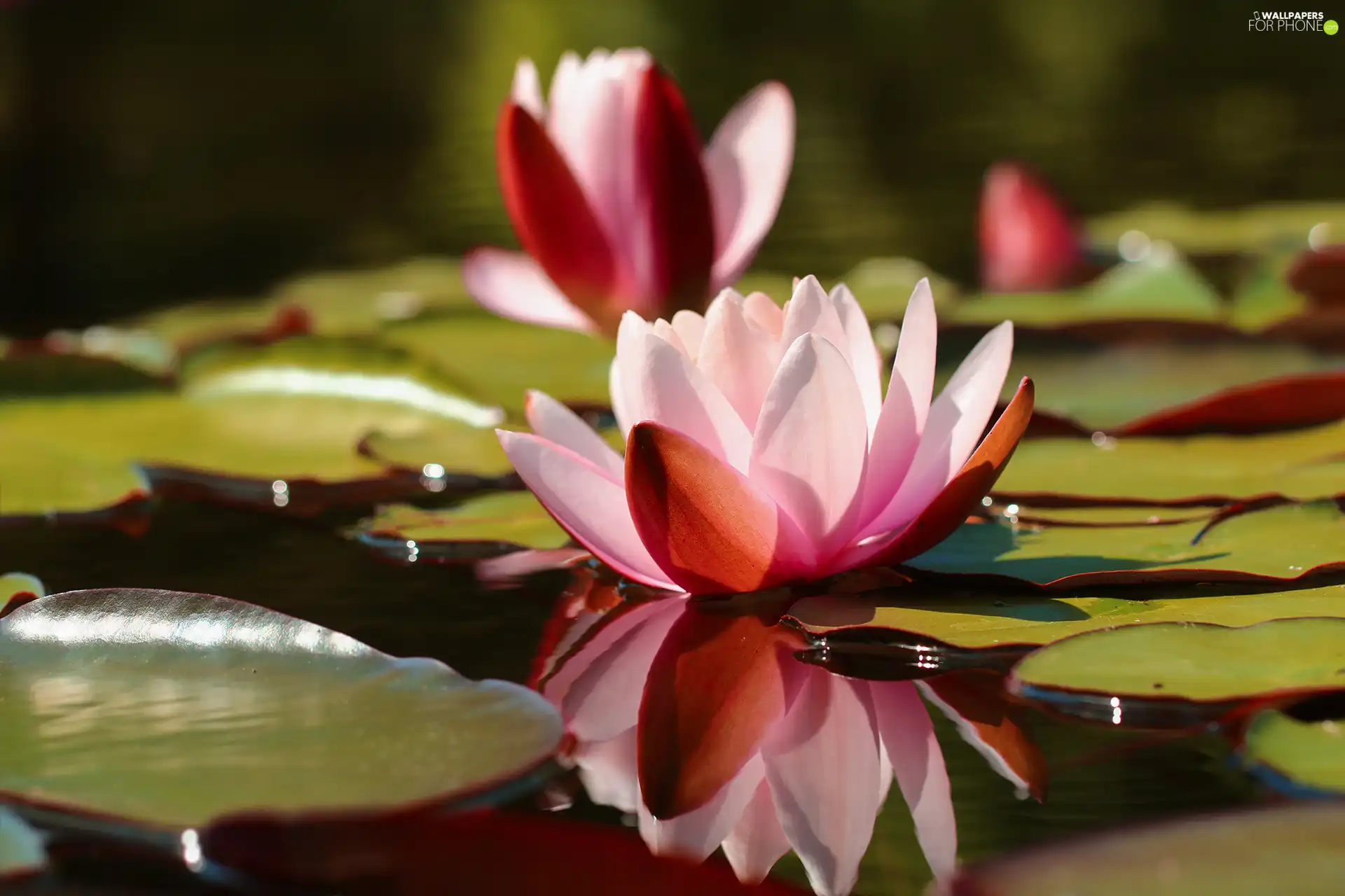 Water lilies, Pink, Flowers, Nenufary