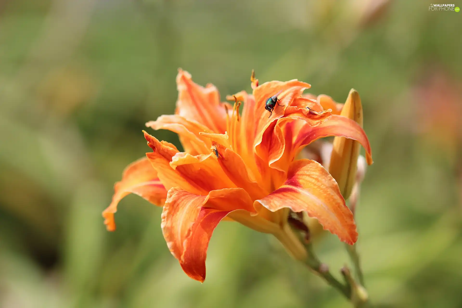 Orange, Lily, Colourfull Flowers, fly, lily