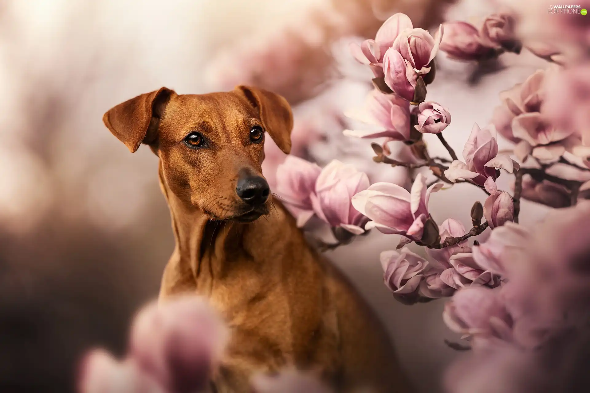 dog, Flowers, Magnolias, Rhodesian ridgeback