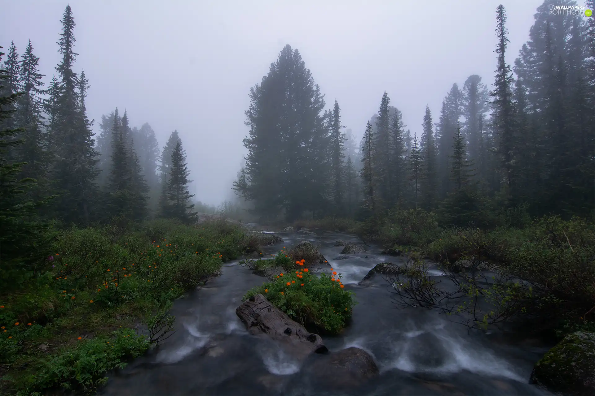 forest, Stones, morning, Flowers, River, cloudy, Fog