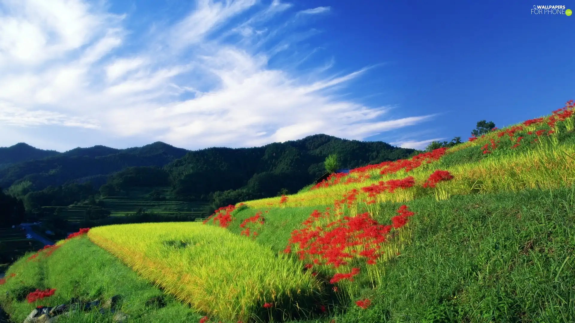 Mountains, Red, Flowers, Field