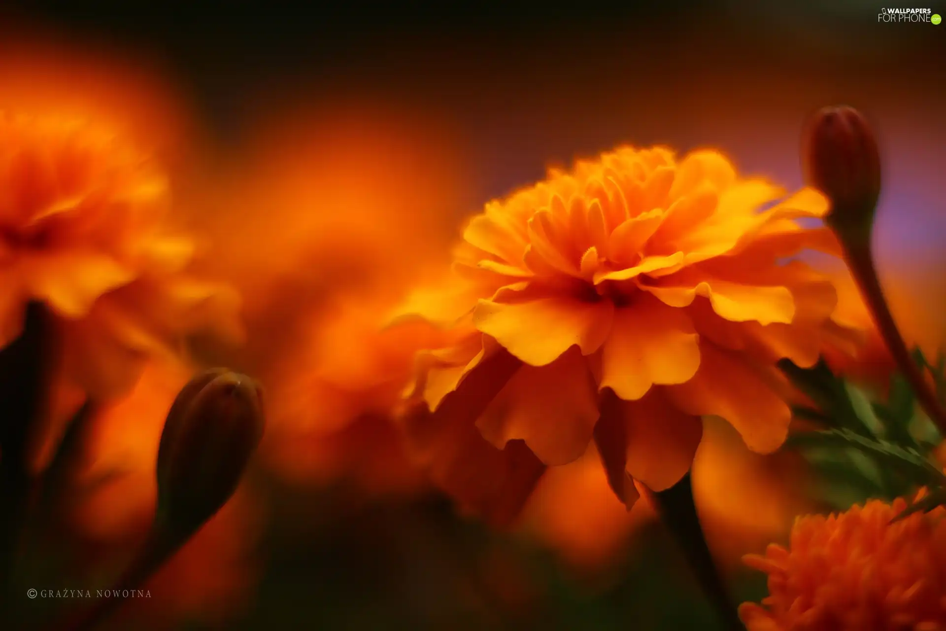 Flowers, Tagetes, Orange