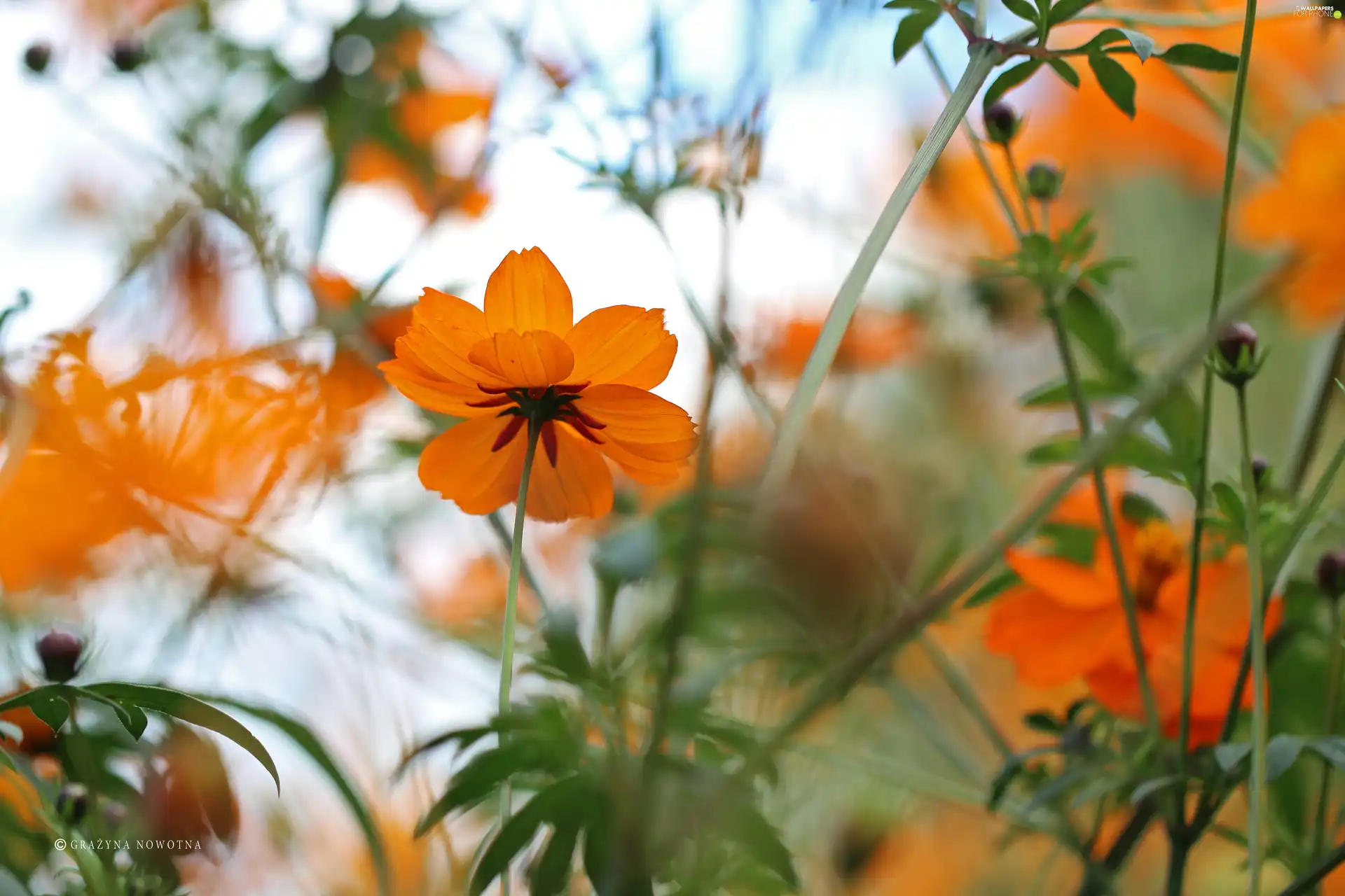 Orange, Flowers