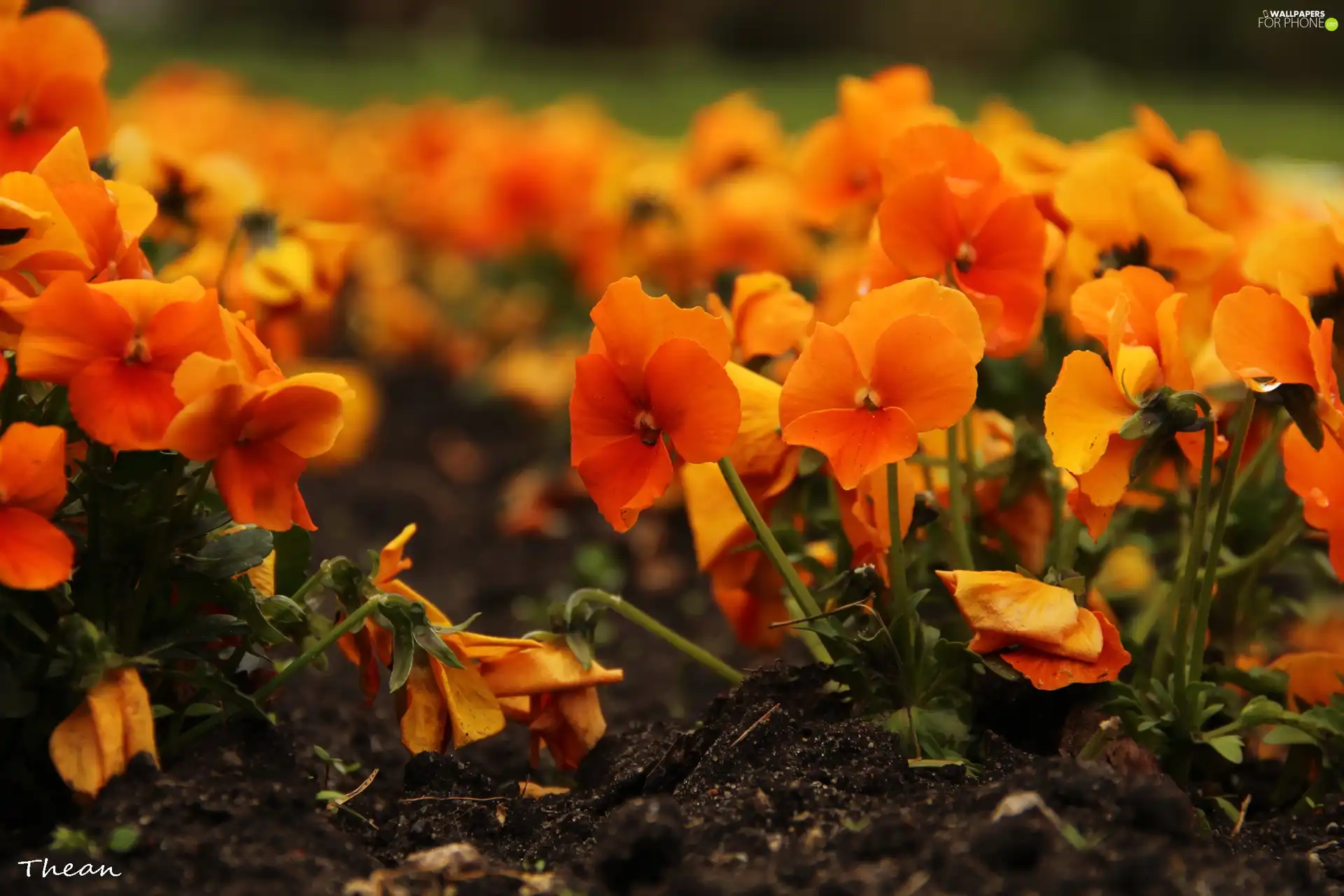Flowers, Orange, pansies