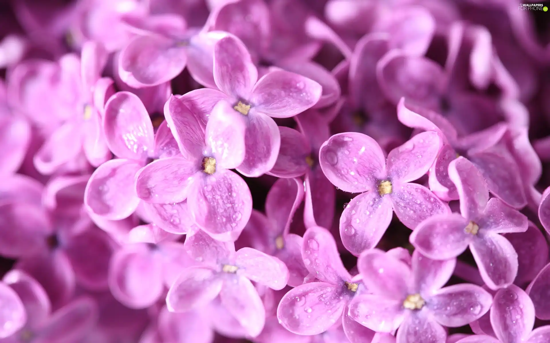 Pink, flowers