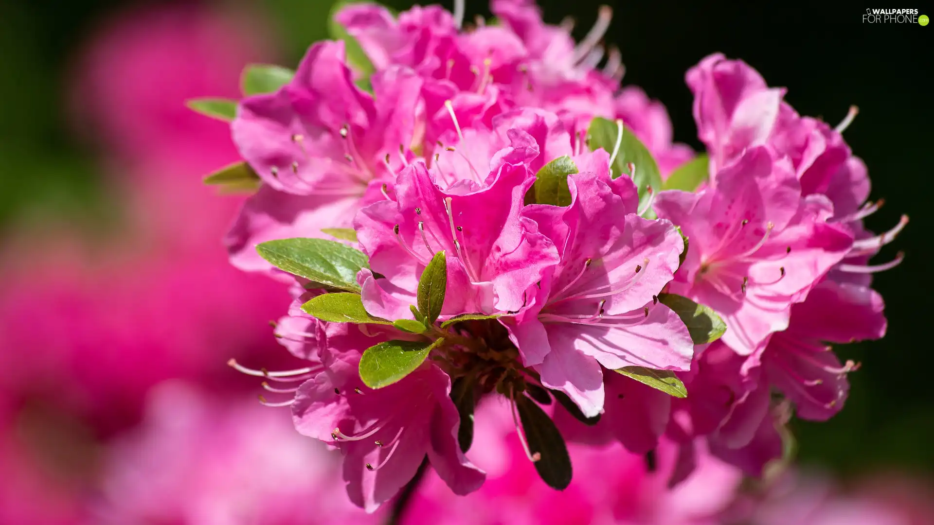 Pink, rhododendron, azalea, Flowers