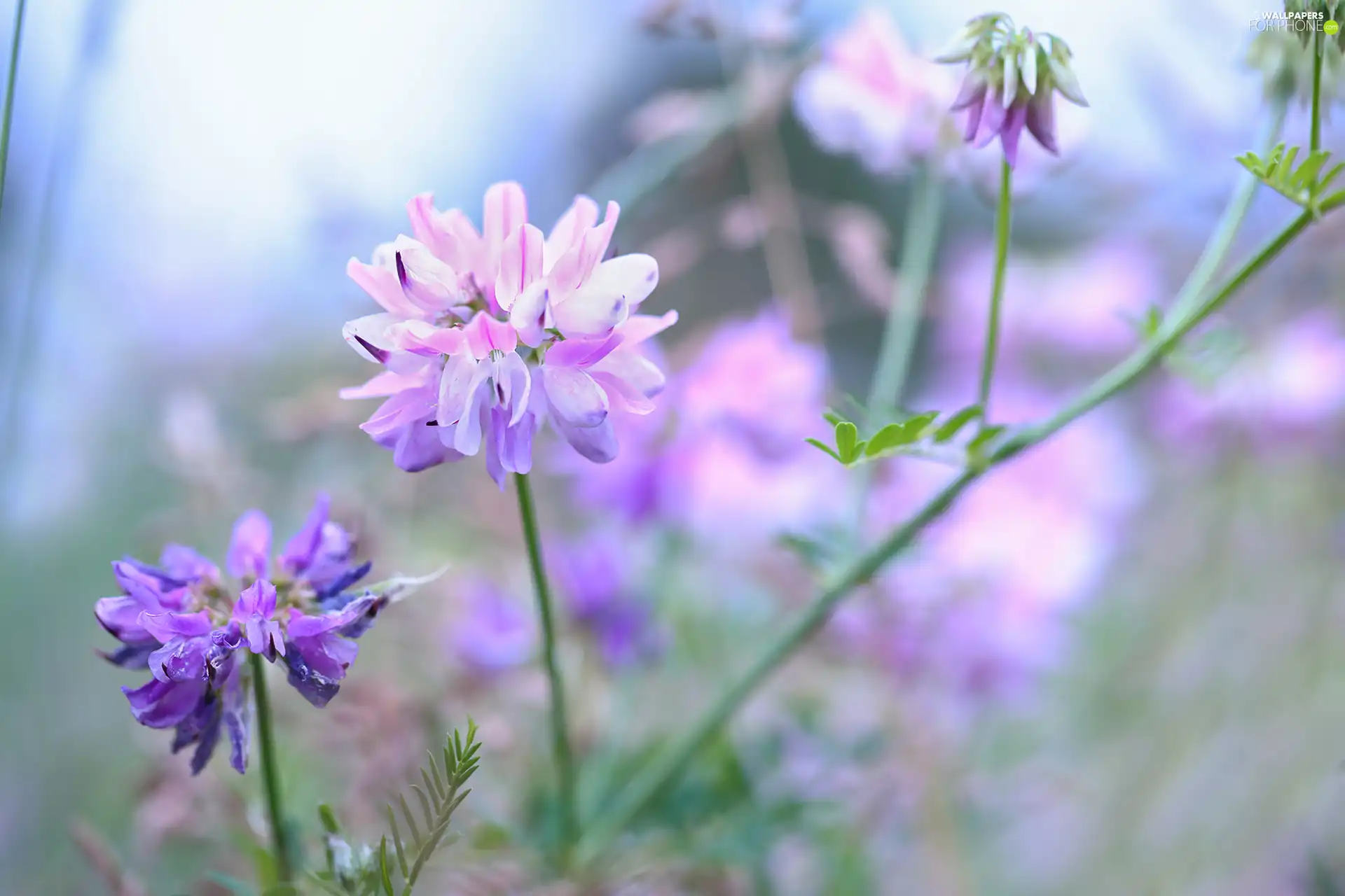 Flowers, Crownvetch, Pink