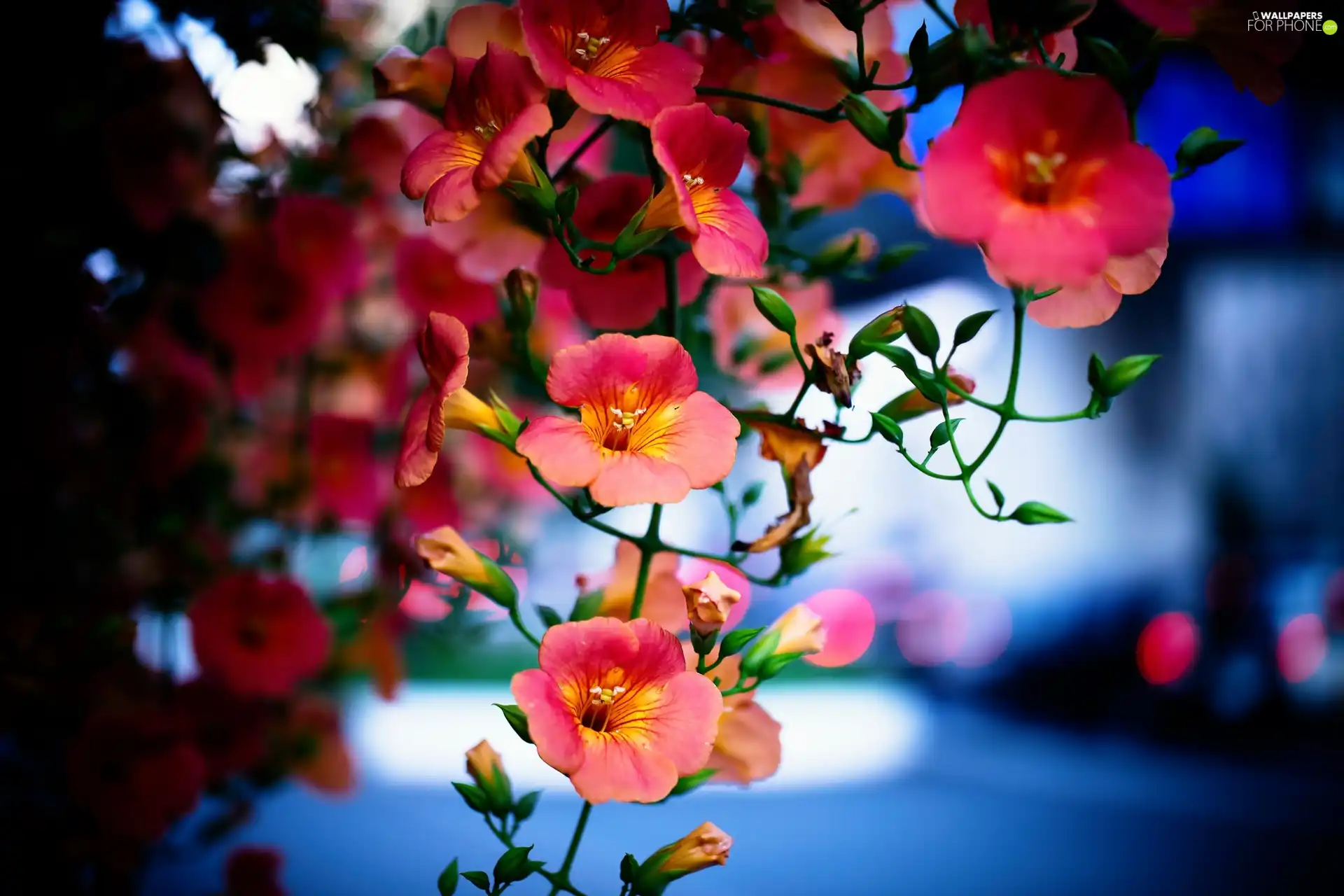 Flowers, Tecoma, Pink