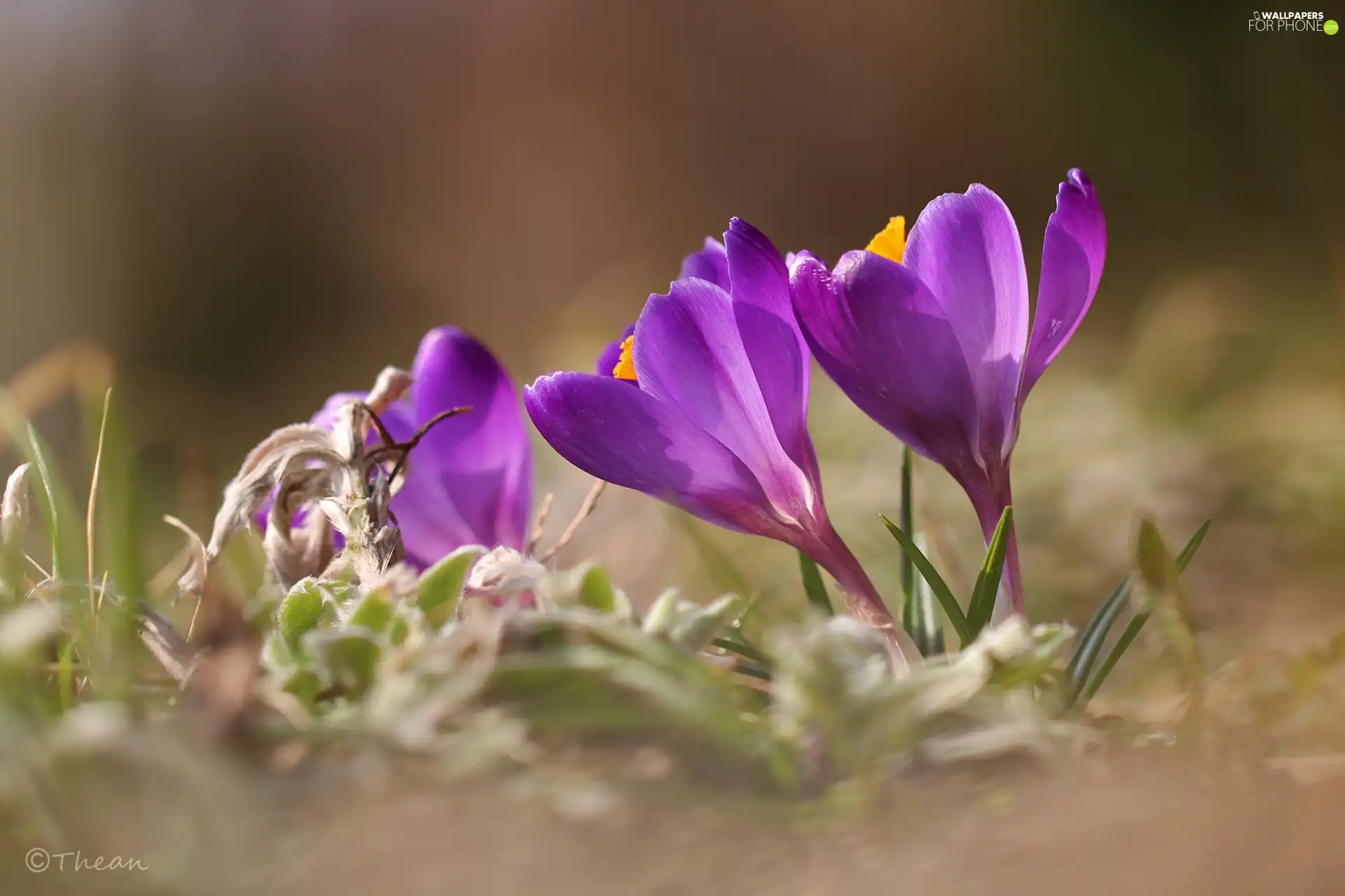 purple, Spring, Flowers, crocuses