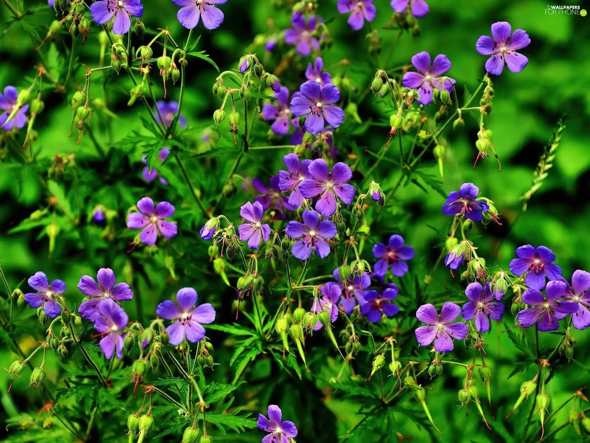 purple, flowers