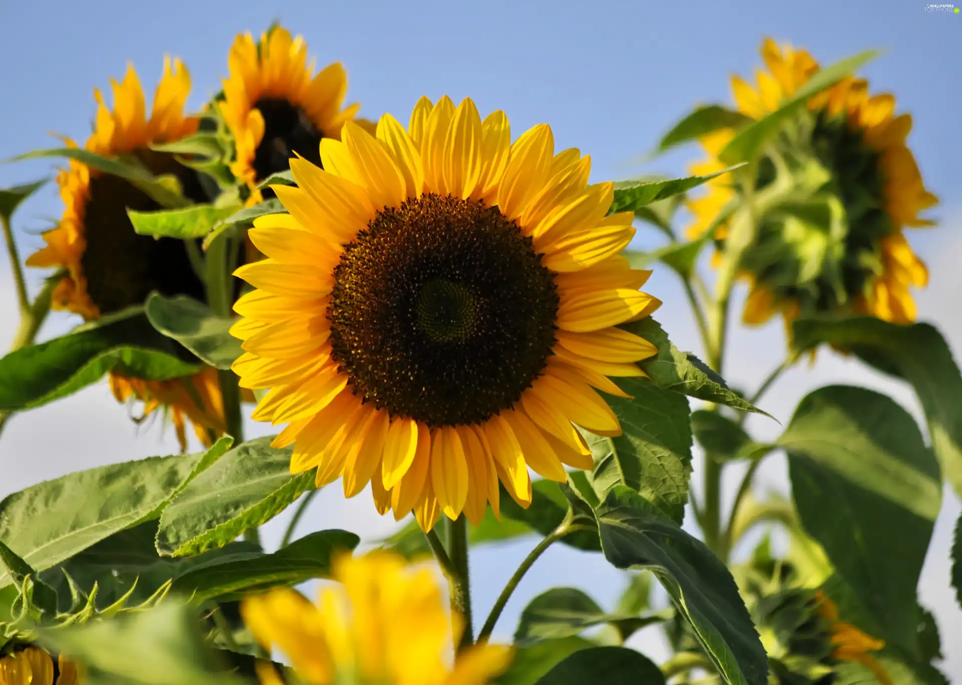 Flowers, Sunflower, summer