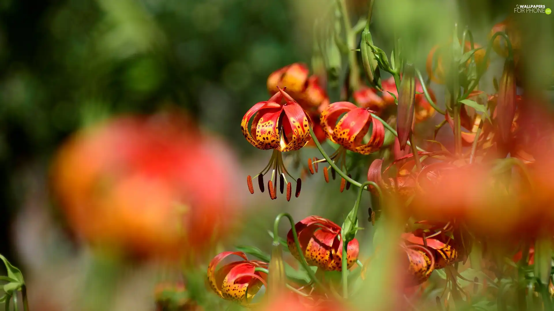 tiger Lilies, Orange, Flowers