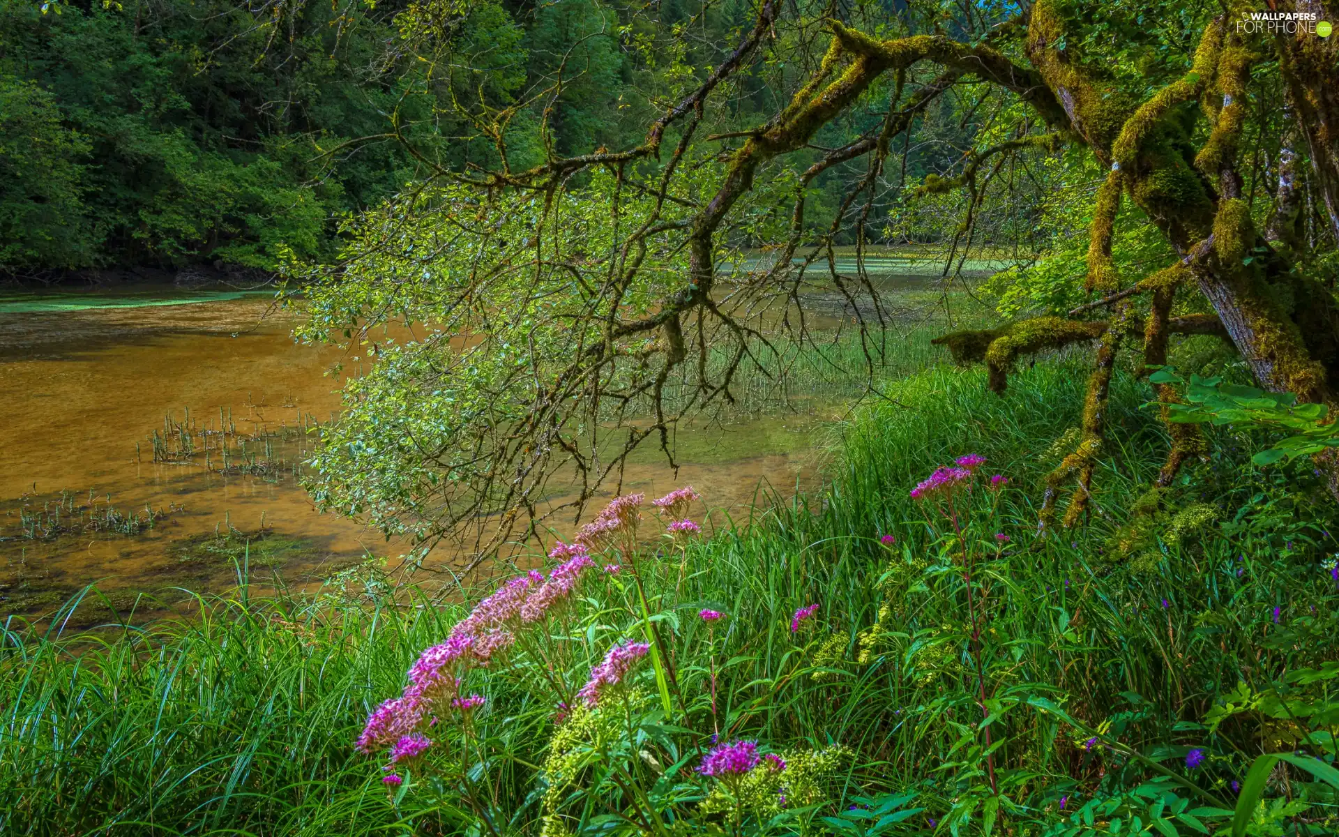 Flowers, grass, branch pics, Pink, forest, trees, Pond - car