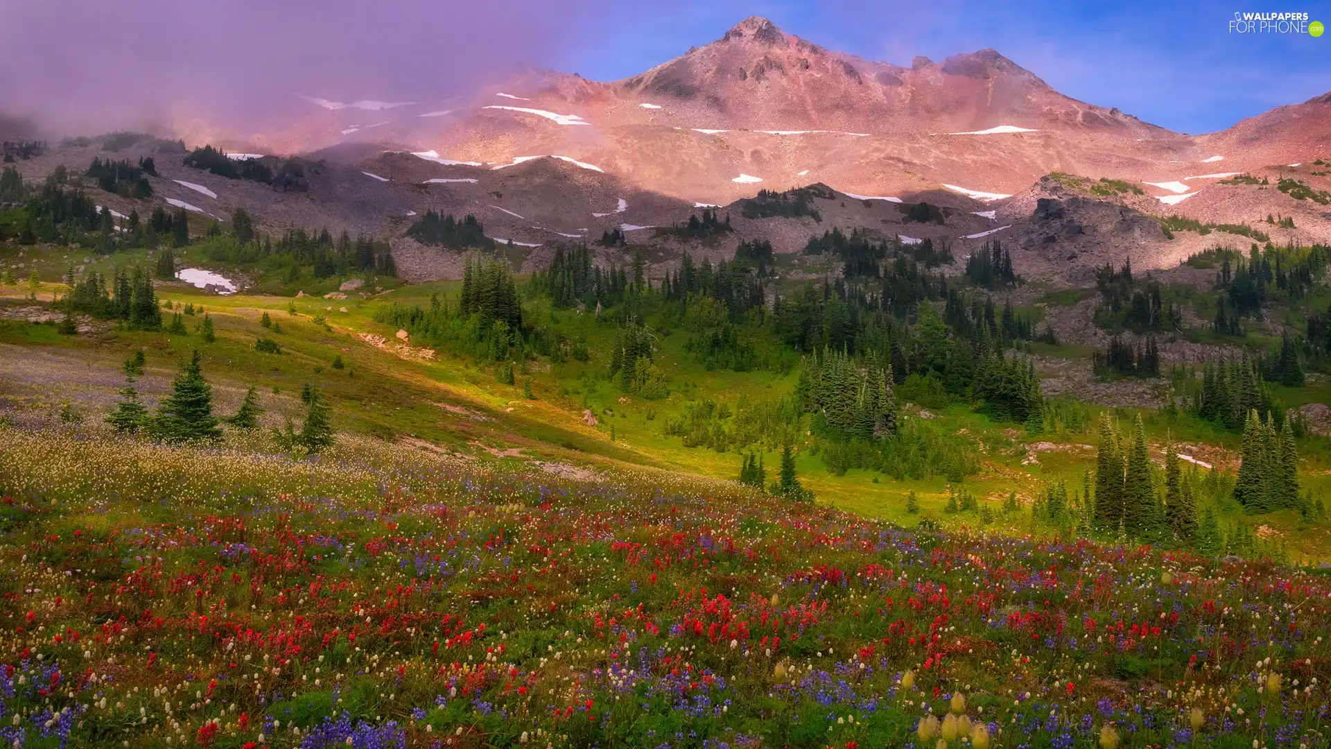Meadow, Mountains, viewes, Flowers, trees, Valley