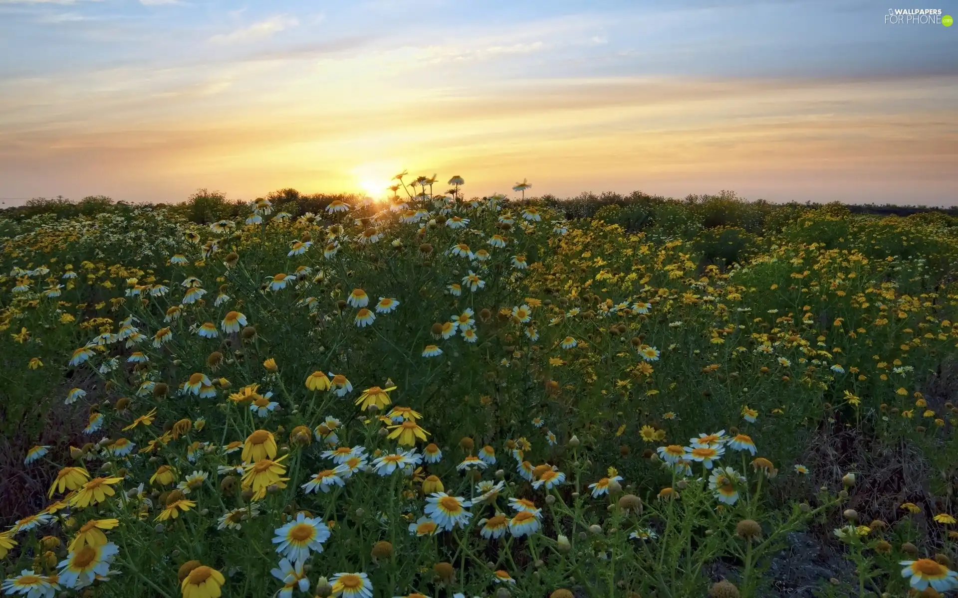 west, Meadow, Flowers, sun