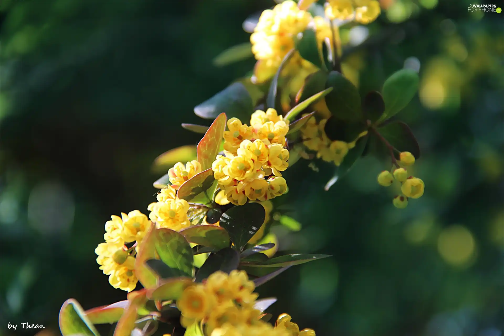 flowers, Bush, Yellow