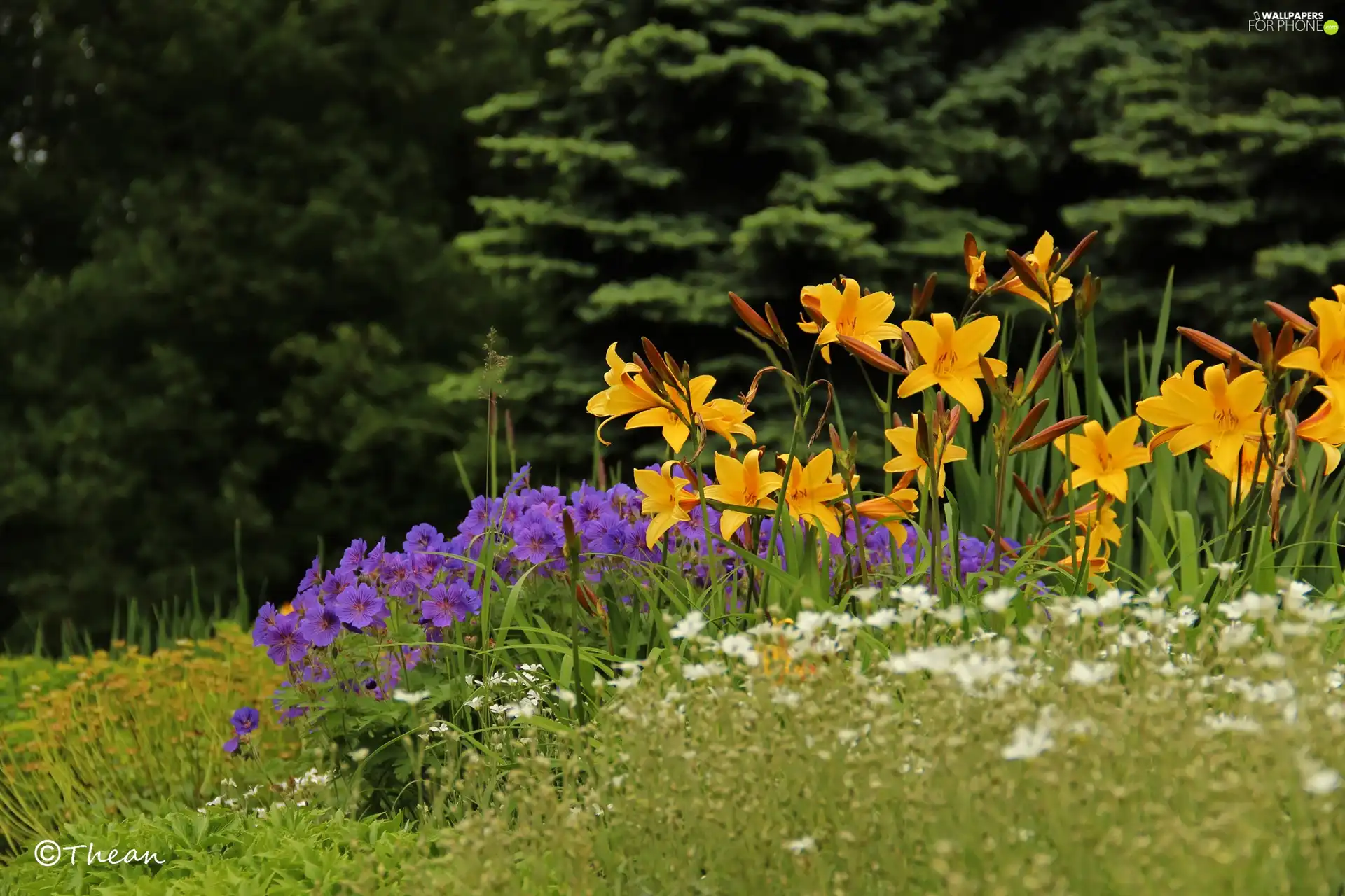 Yellow, purple, Flowers, lilies