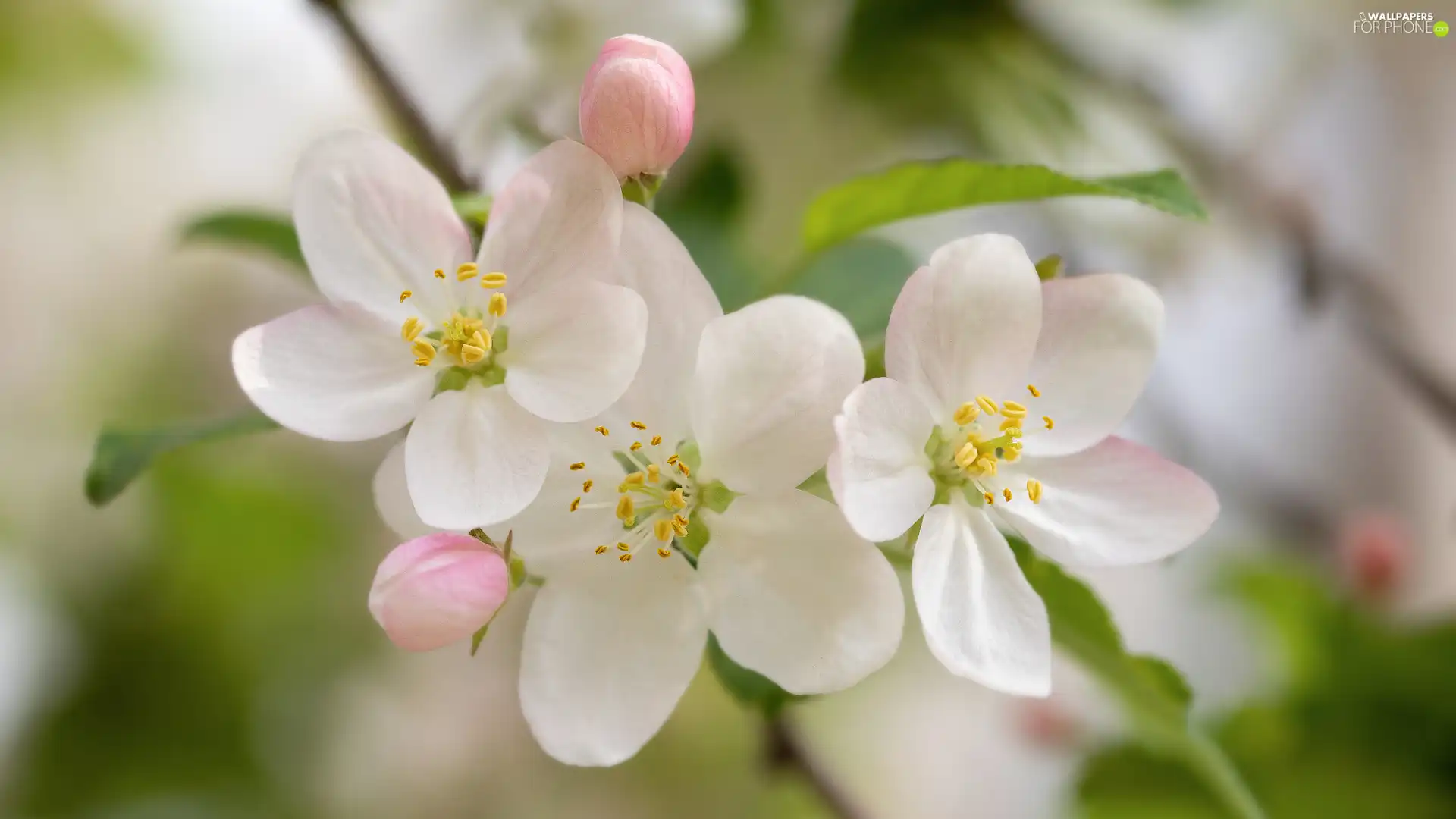 Flowers, Fruit Tree, twig, white and pink, flowery