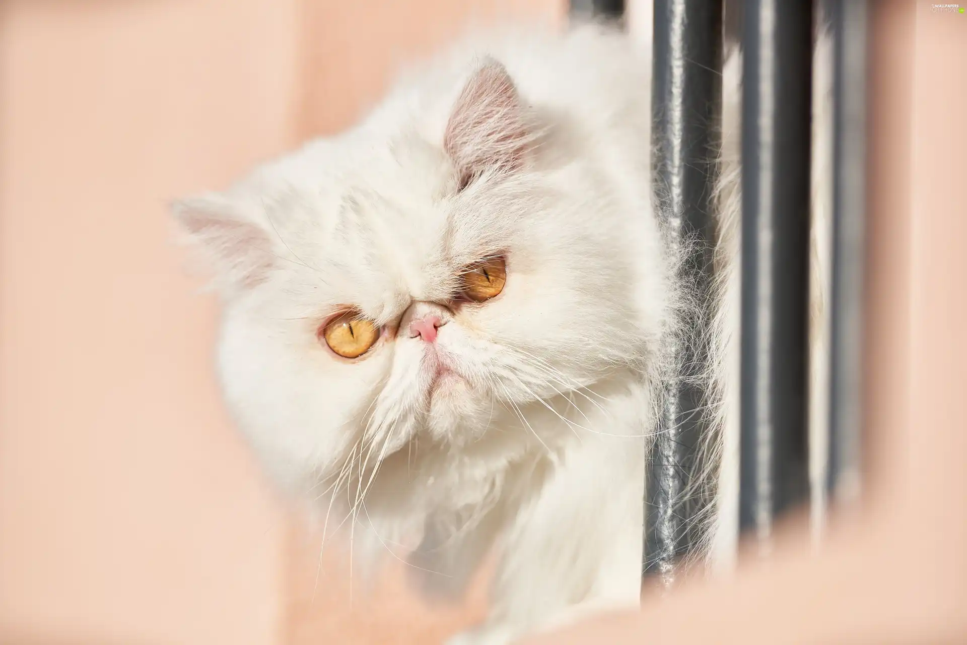 Eyes, Golden, White, fluffy, Persian Cat