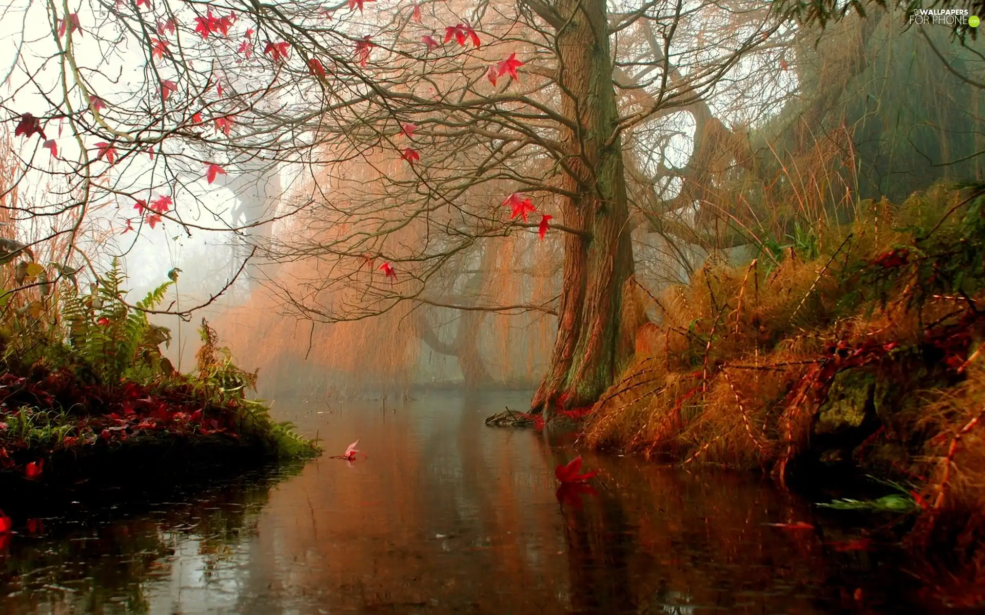 Fog, River, autumn