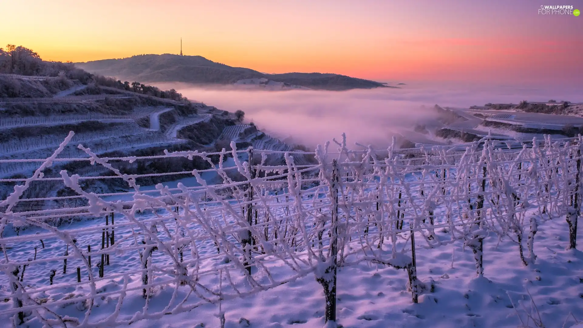 vineyards, winter, fence, Fog, Snowy, The Hills