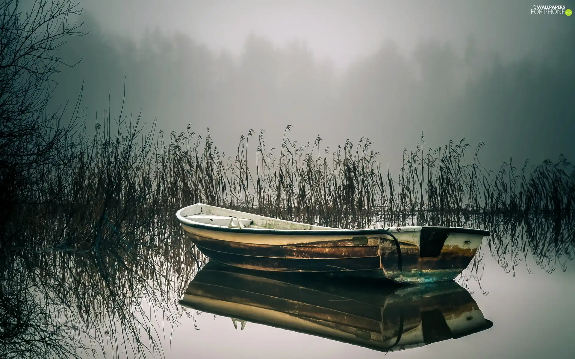 Fog, morning, Lodz, rushes, lake
