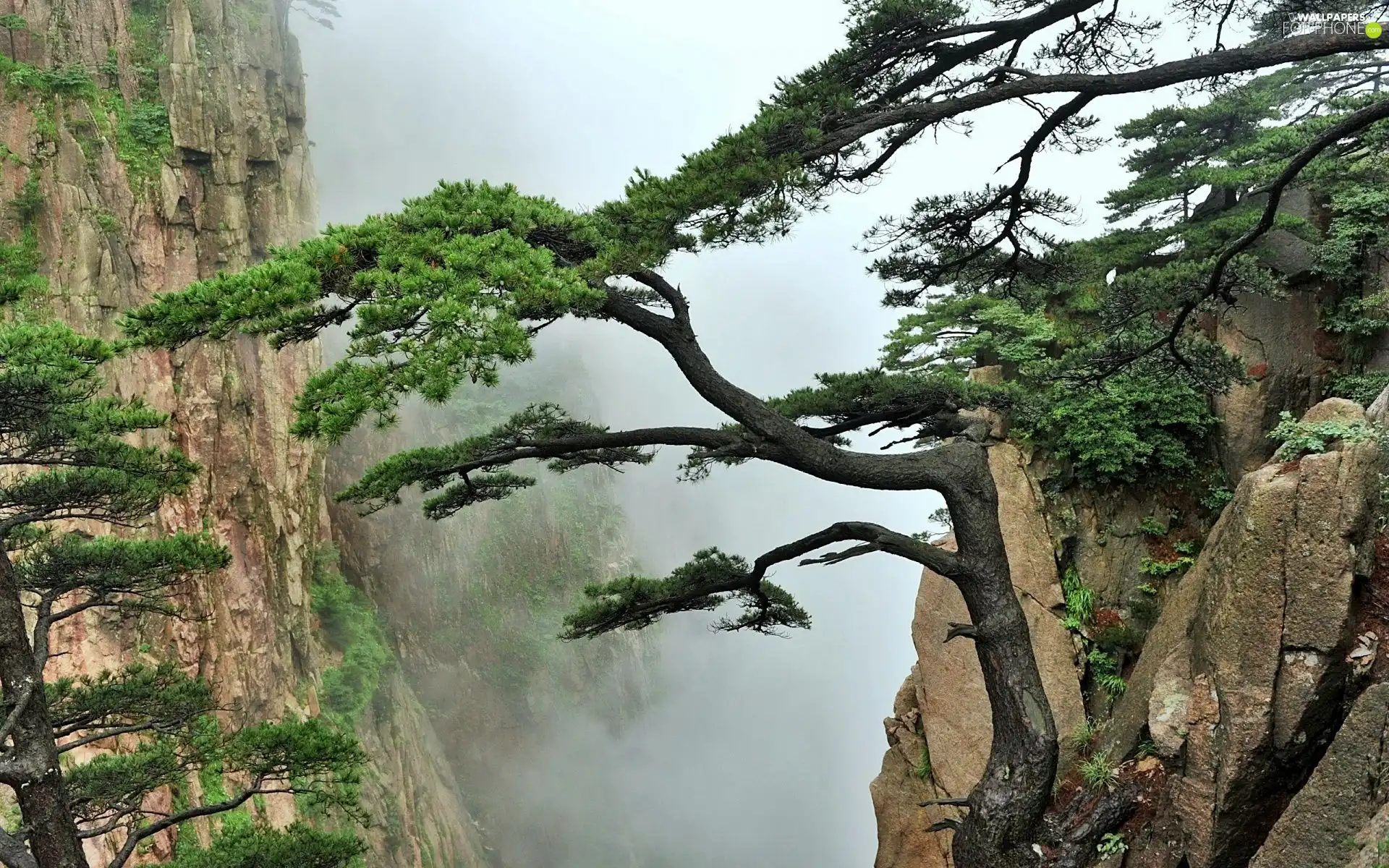 Rocky, pine, Fog, Mountains