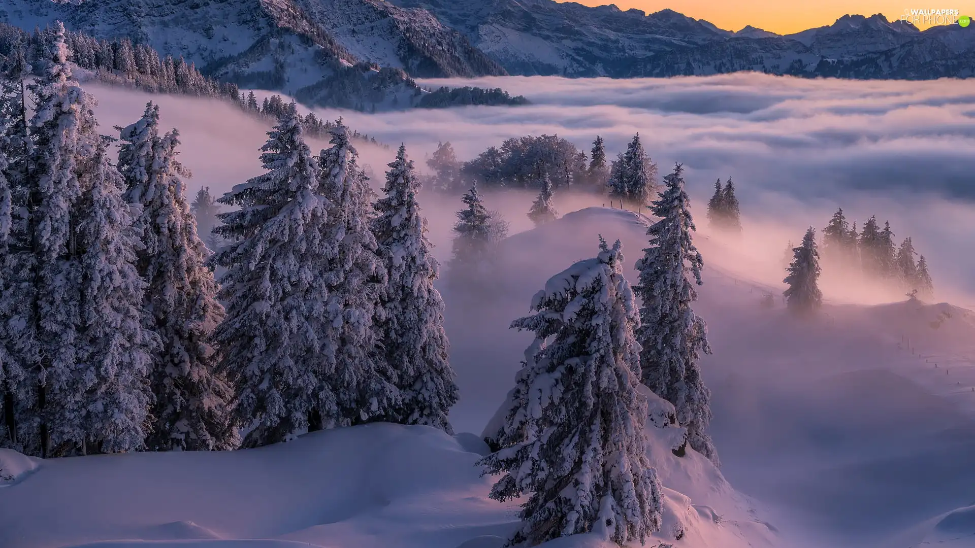 viewes, winter, Mountains, Fog, Spruces, trees