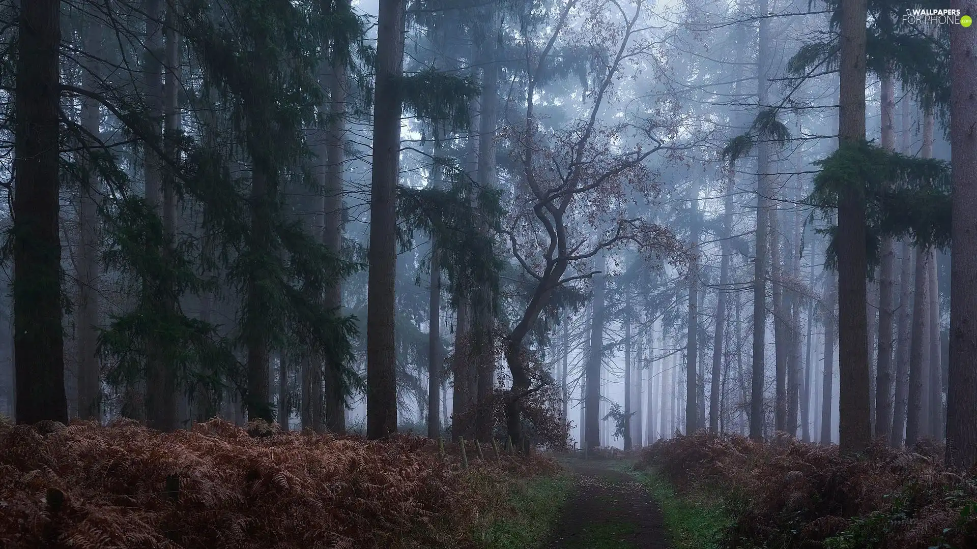 fern, Way, viewes, dried up, forest, trees, Fog
