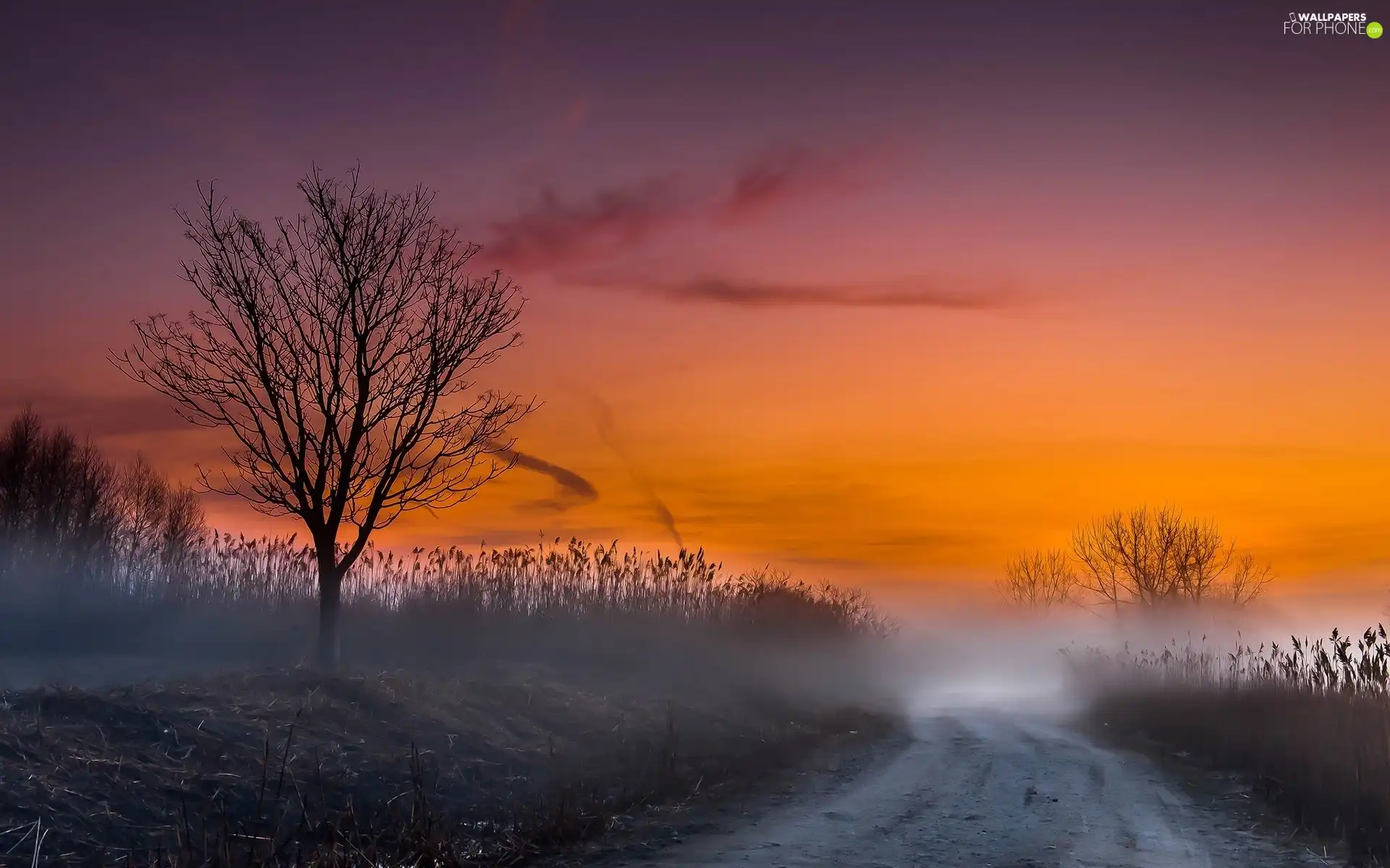 Way, Great Sunsets, Fog, Field