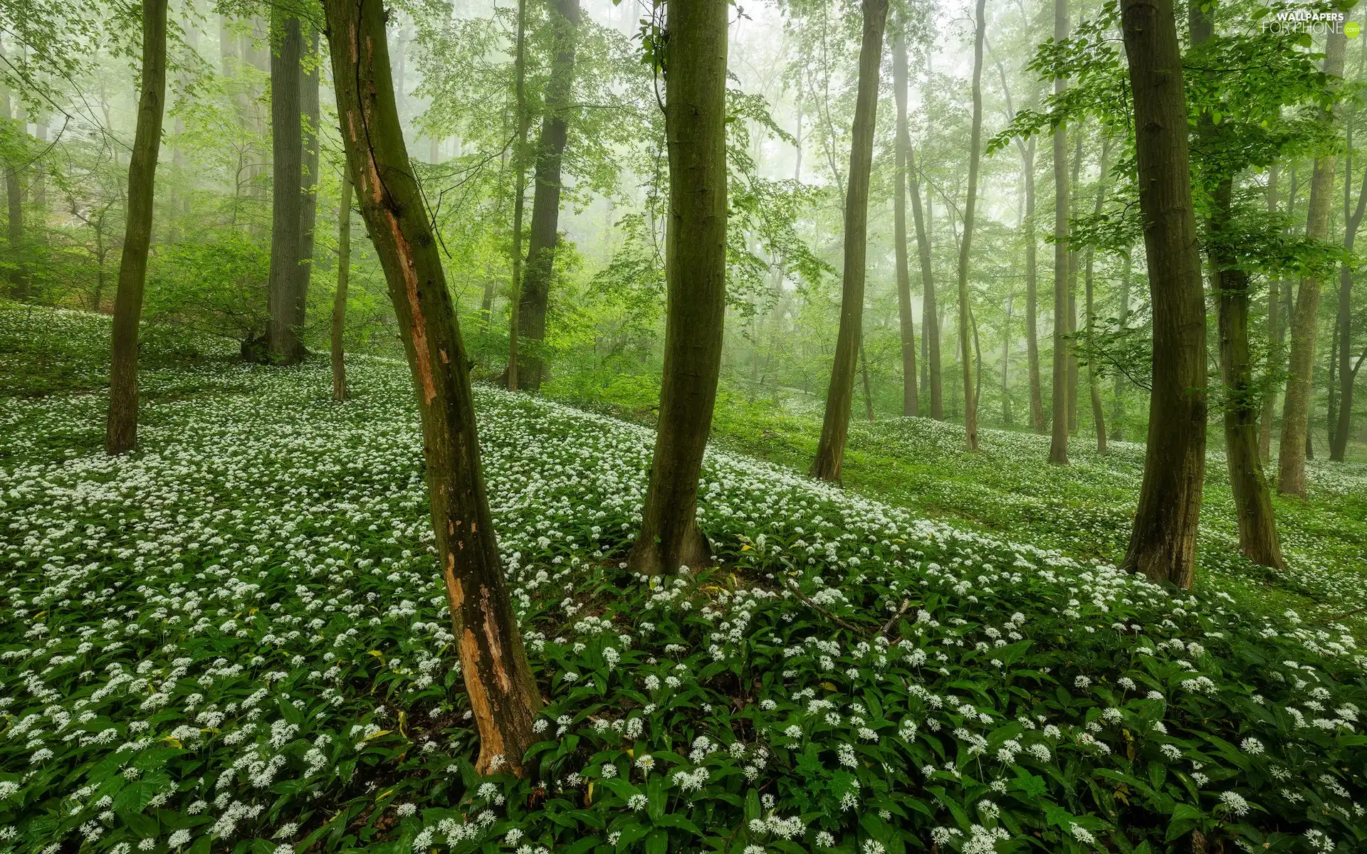viewes, forest, Wild Garlic, trees, Spring, Flowers, Fog