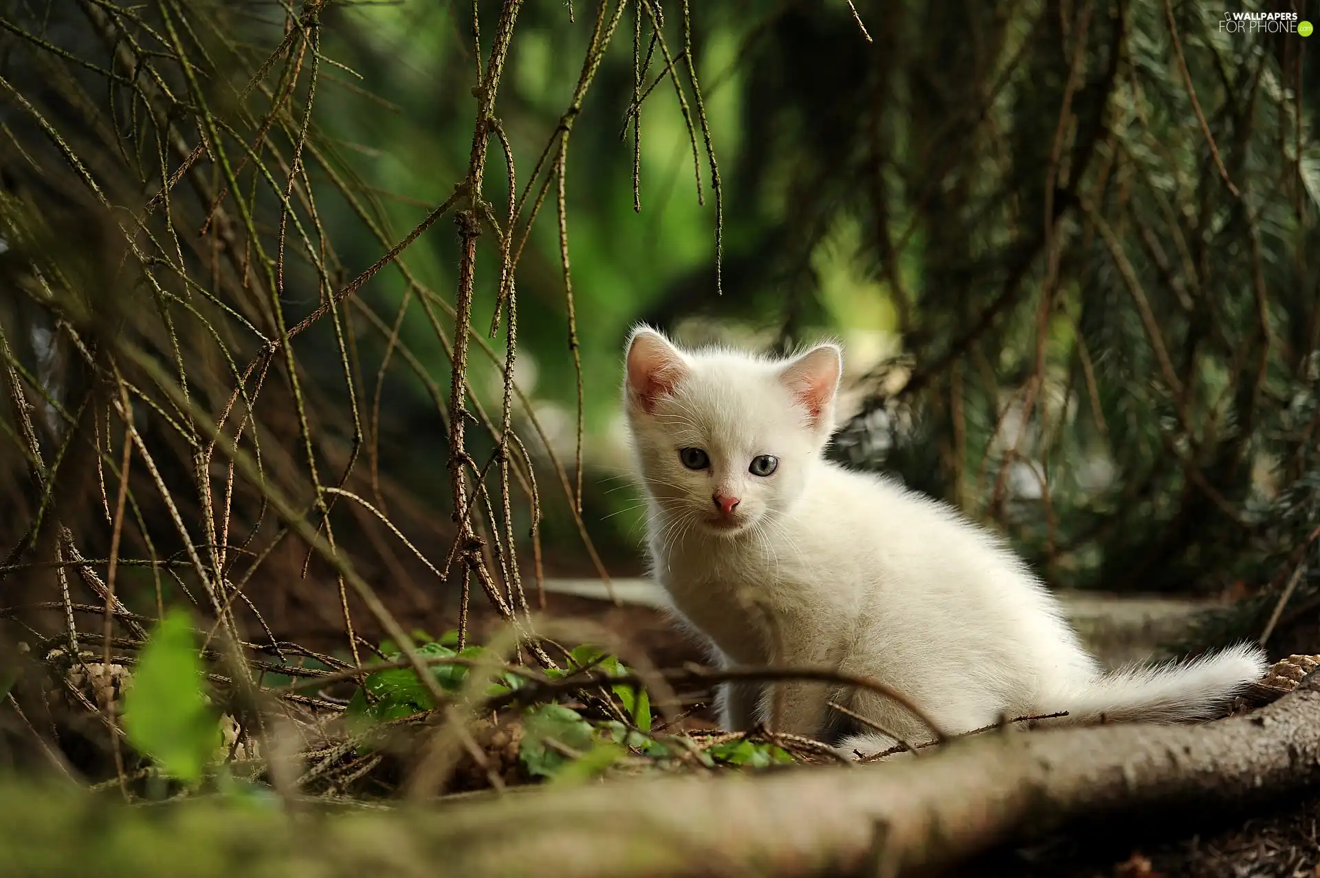 forest, White, cat