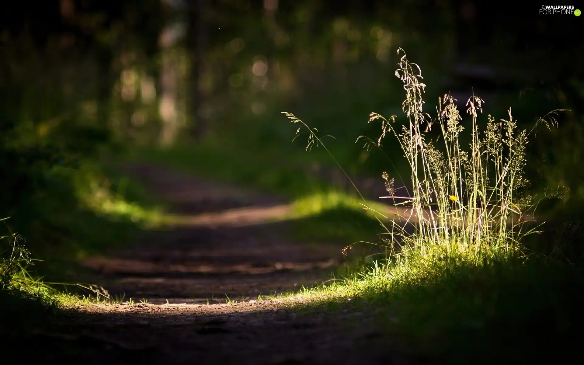 grass, ##, Forest, Path