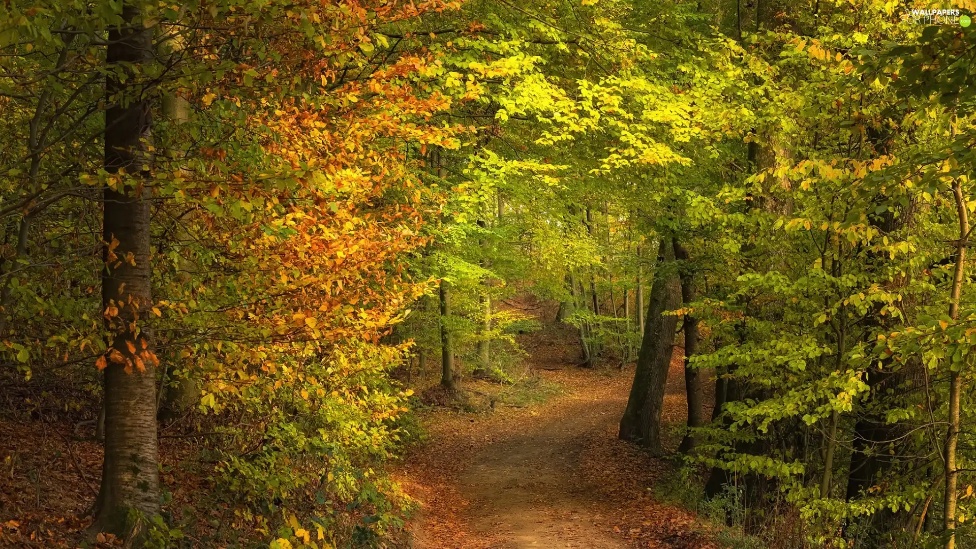 viewes, forest, Path, trees, Way