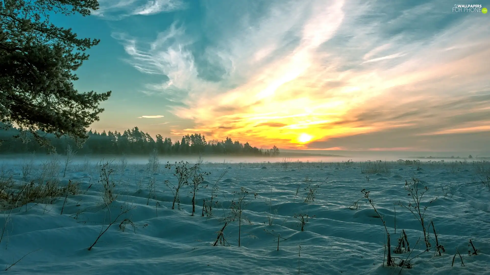 forest, winter, trees, viewes, snow, Great Sunsets, Fog, Plants, Field