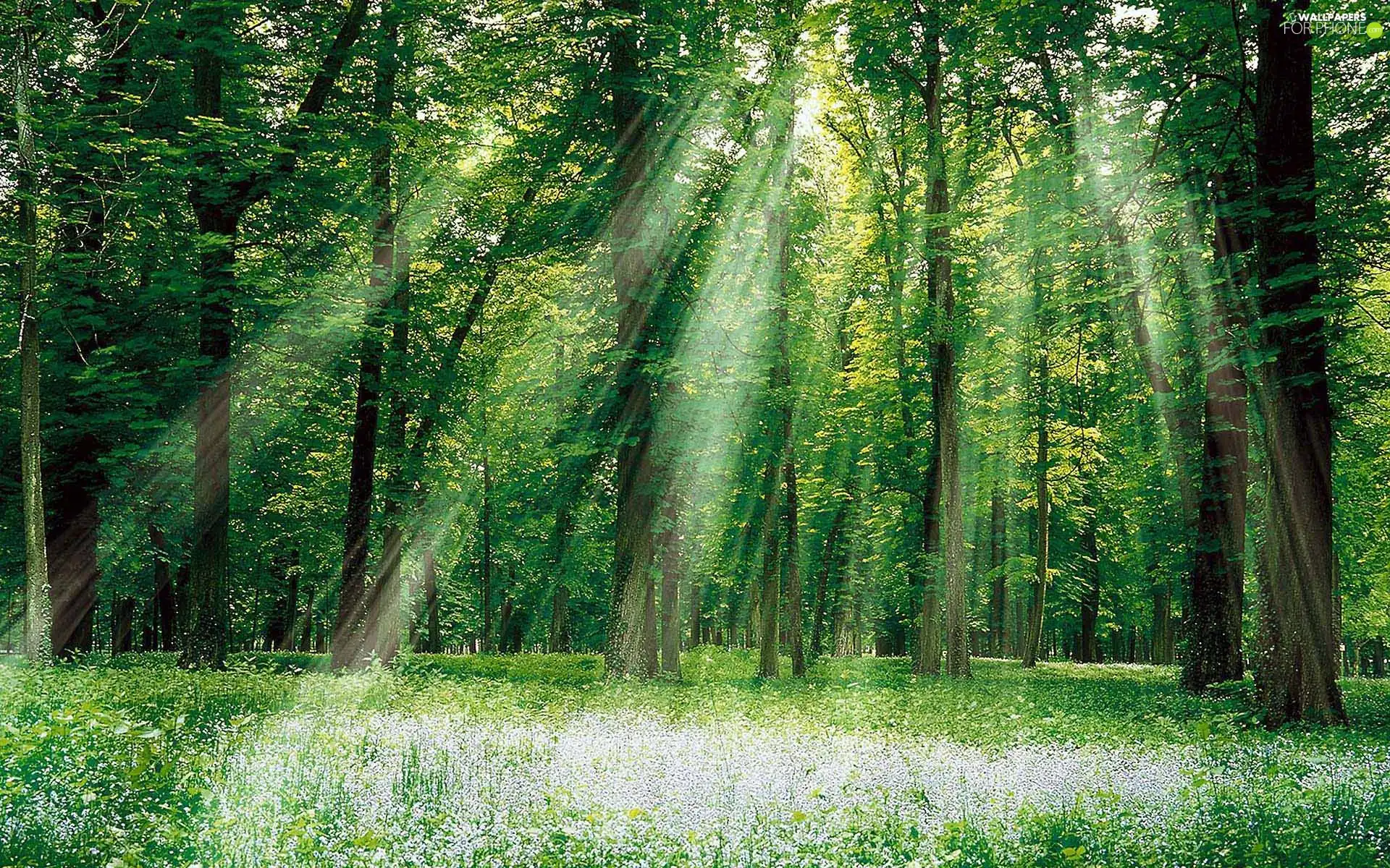 rays of the Sun, Meadow, forest