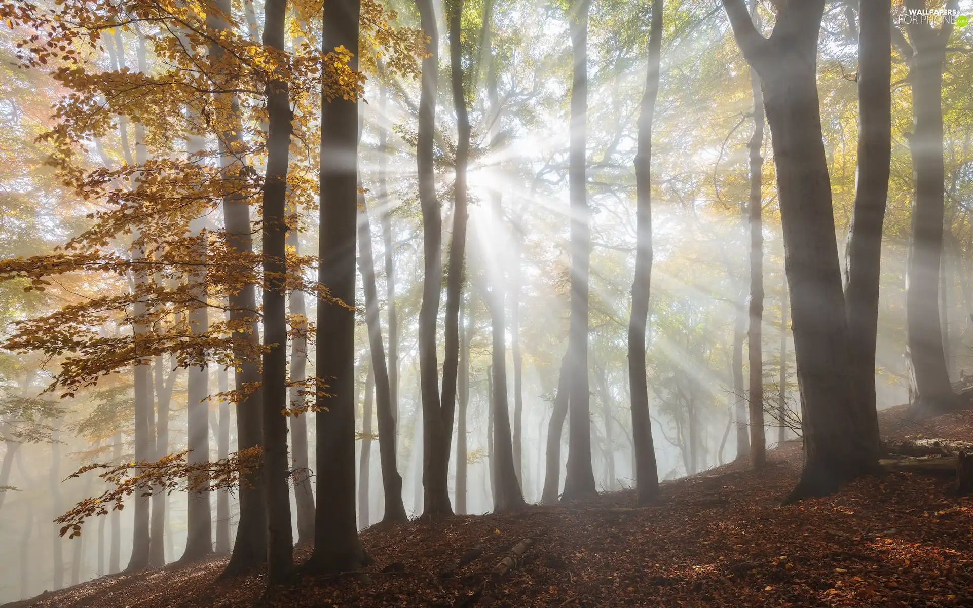 trees, sun, luminosity, forest, sunny, ligh, flash, light breaking through sky, viewes, autumn