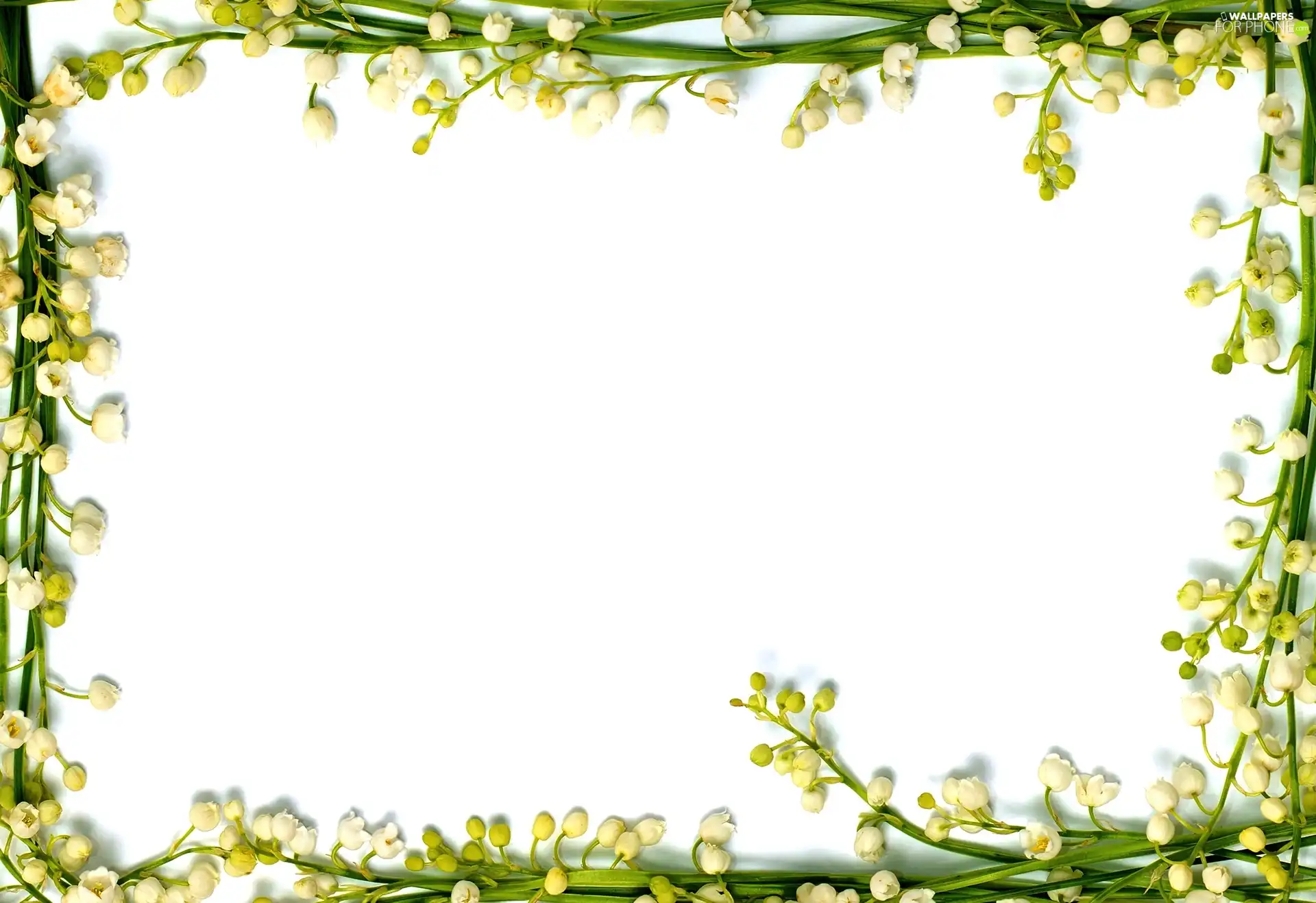 lily of the Valley, frame