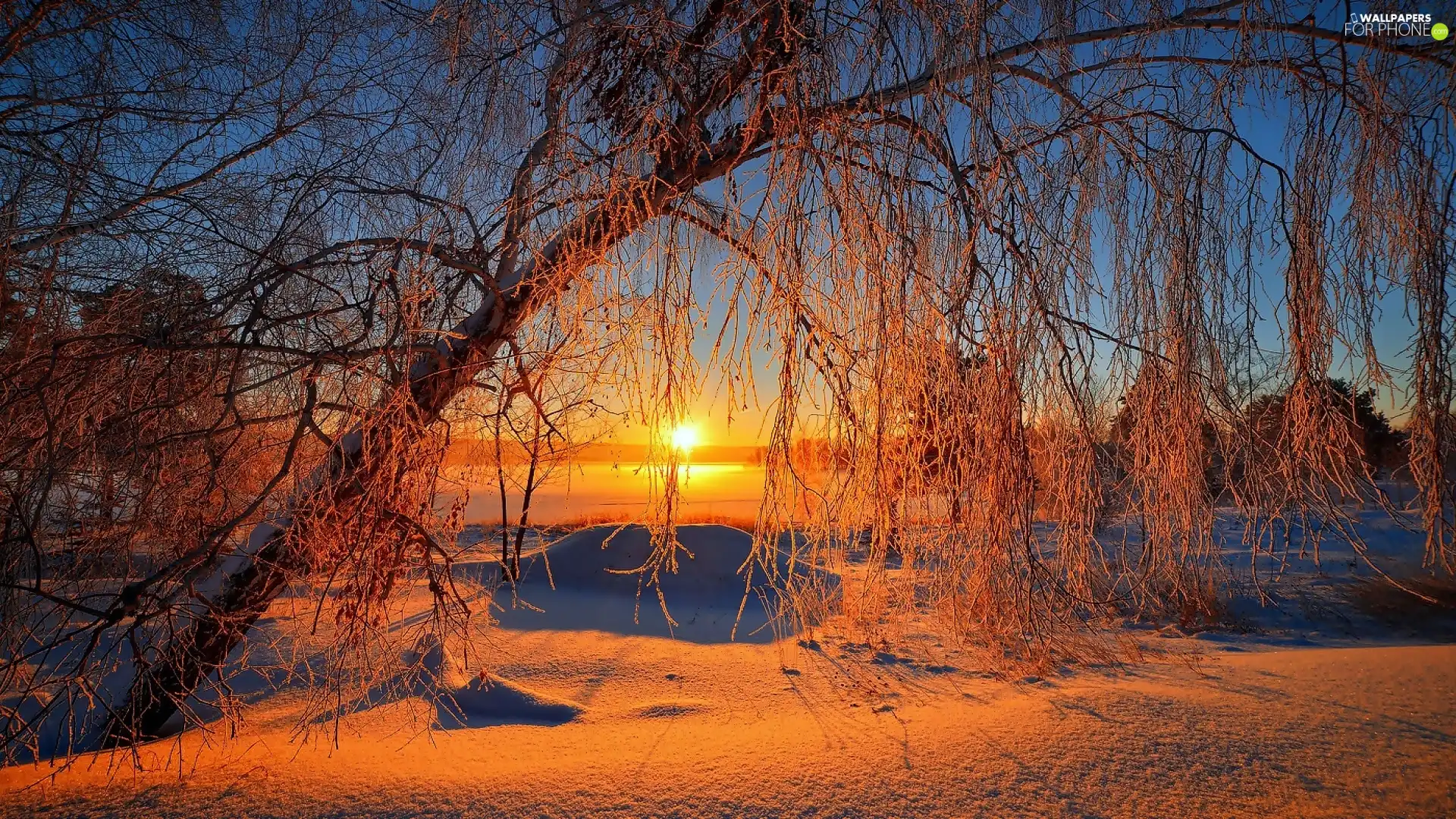 trees, sun, glamour, Sloping, east, snow, White frost