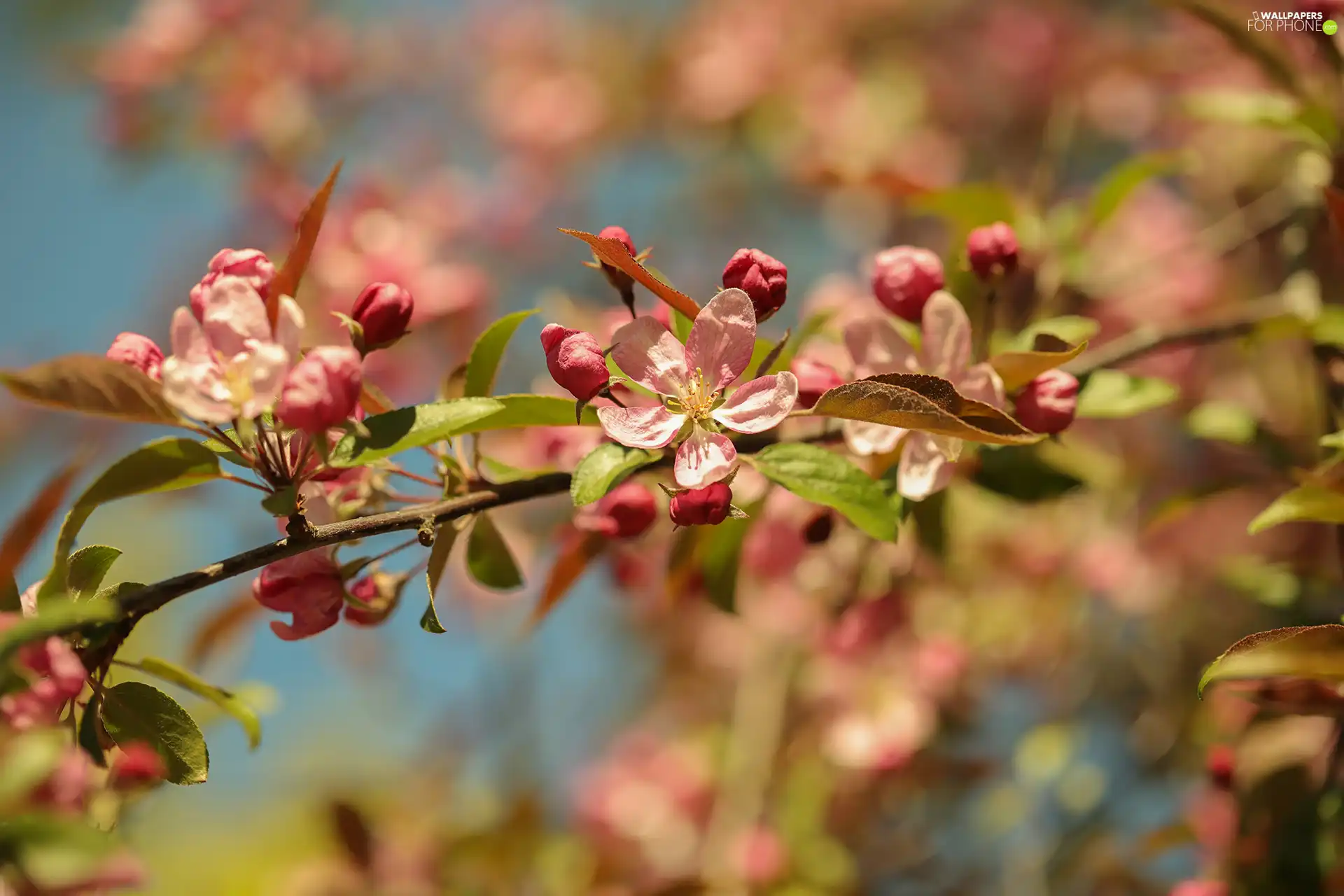 Pink, Blossoming, Flowers, Fruit Tree, Buds, twig