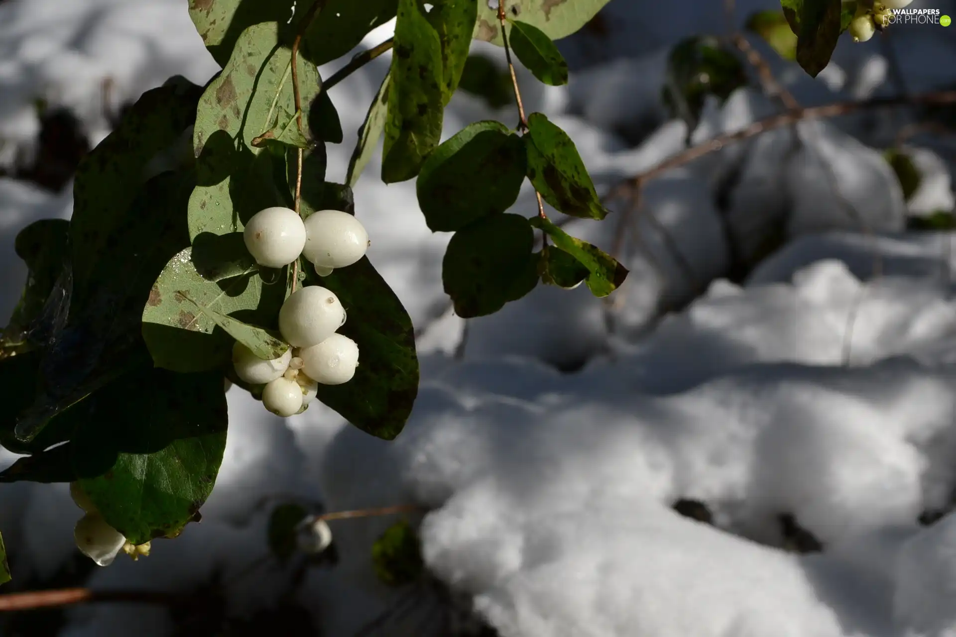 Fruitbodies, twig, water, snow, drops, Symphoricarpos Duhamel