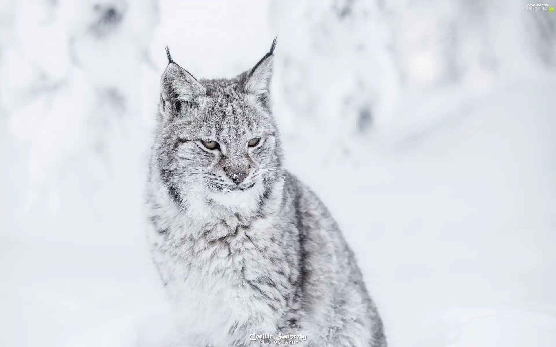 Snowy, Fur, winter, snow, Lynx
