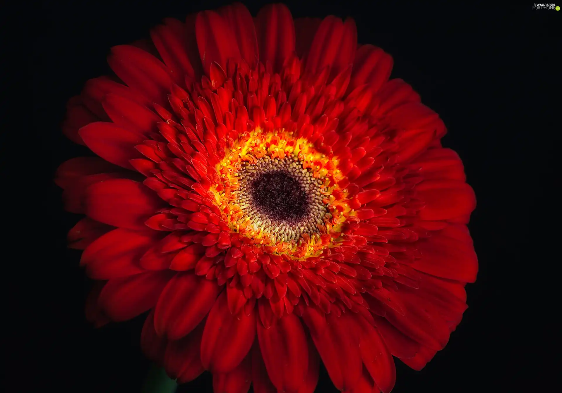 Gerber, Flower, Red