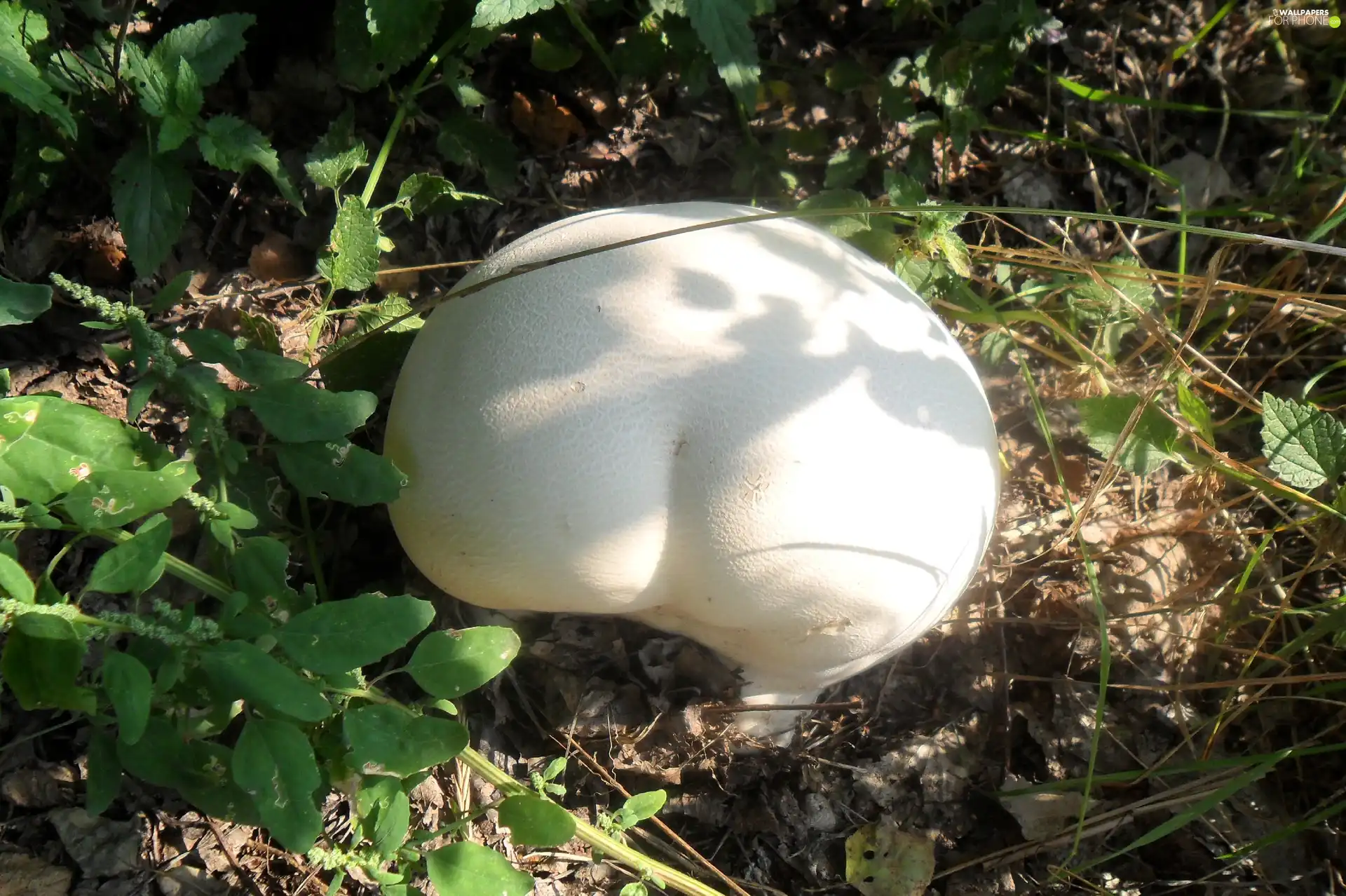 White, fuzz-ball, Giant, Mushrooms