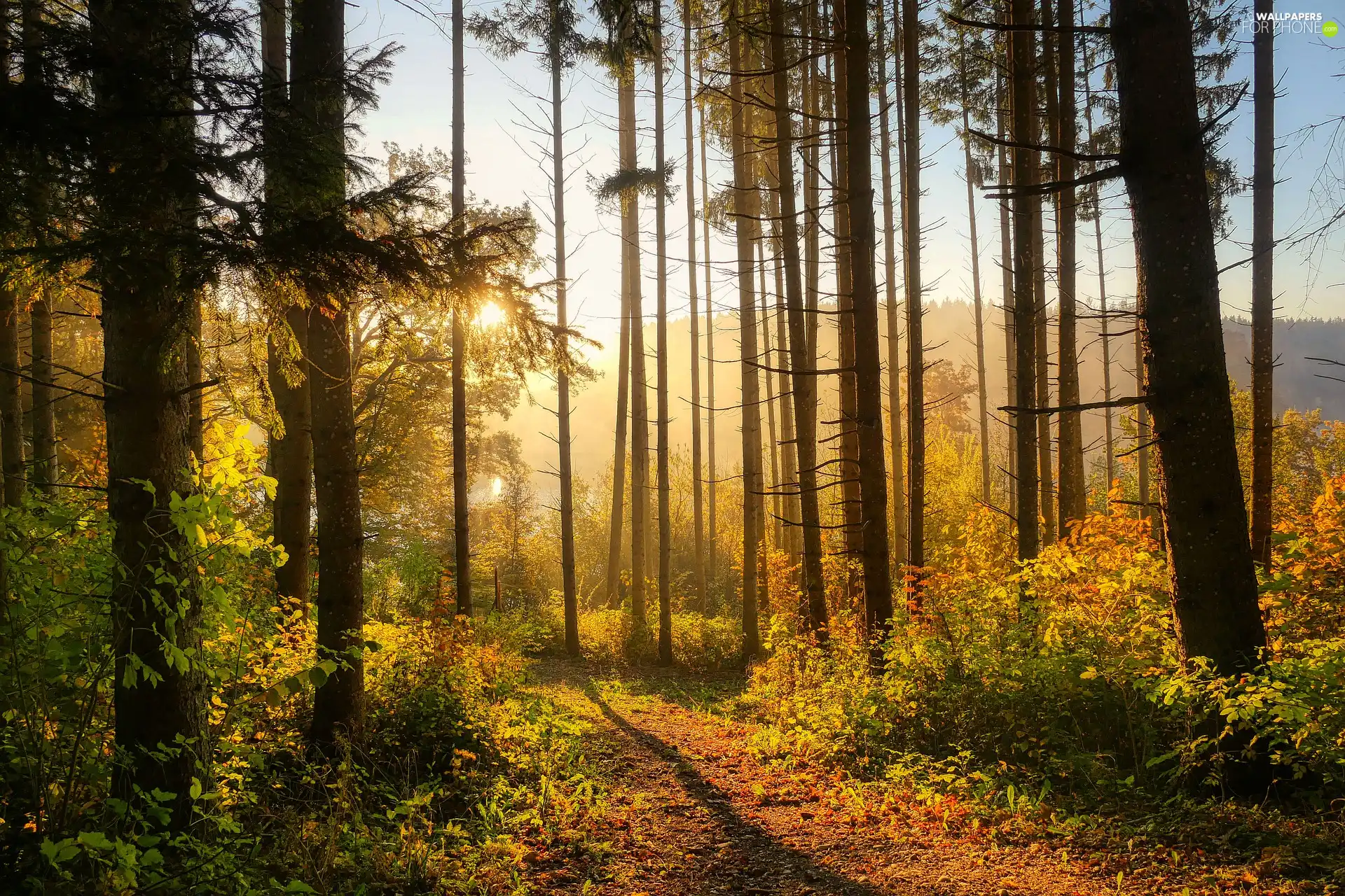 trees, sunny, Path, glamour, forest, viewes, VEGETATION